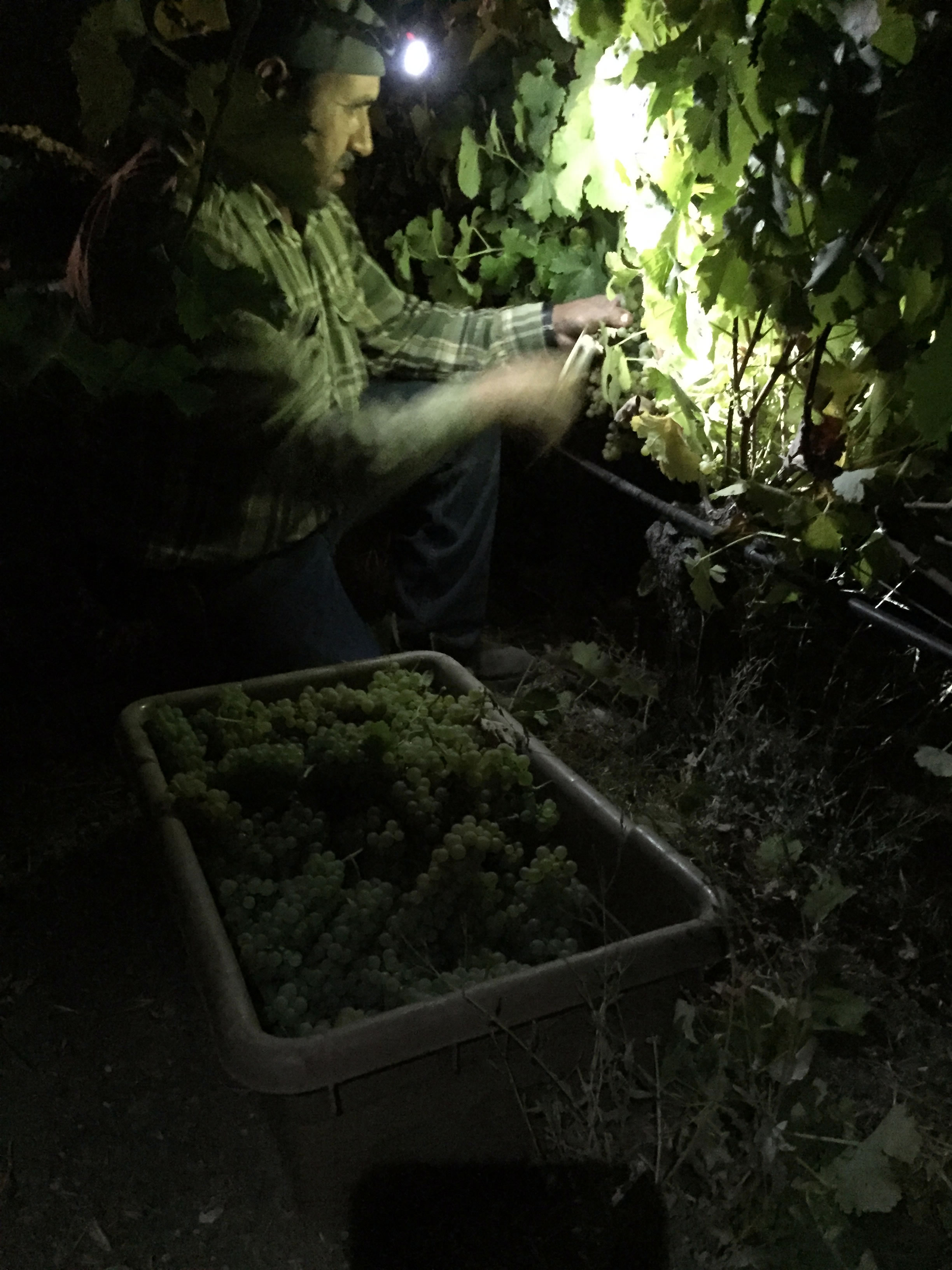 JL_harvest2016_david