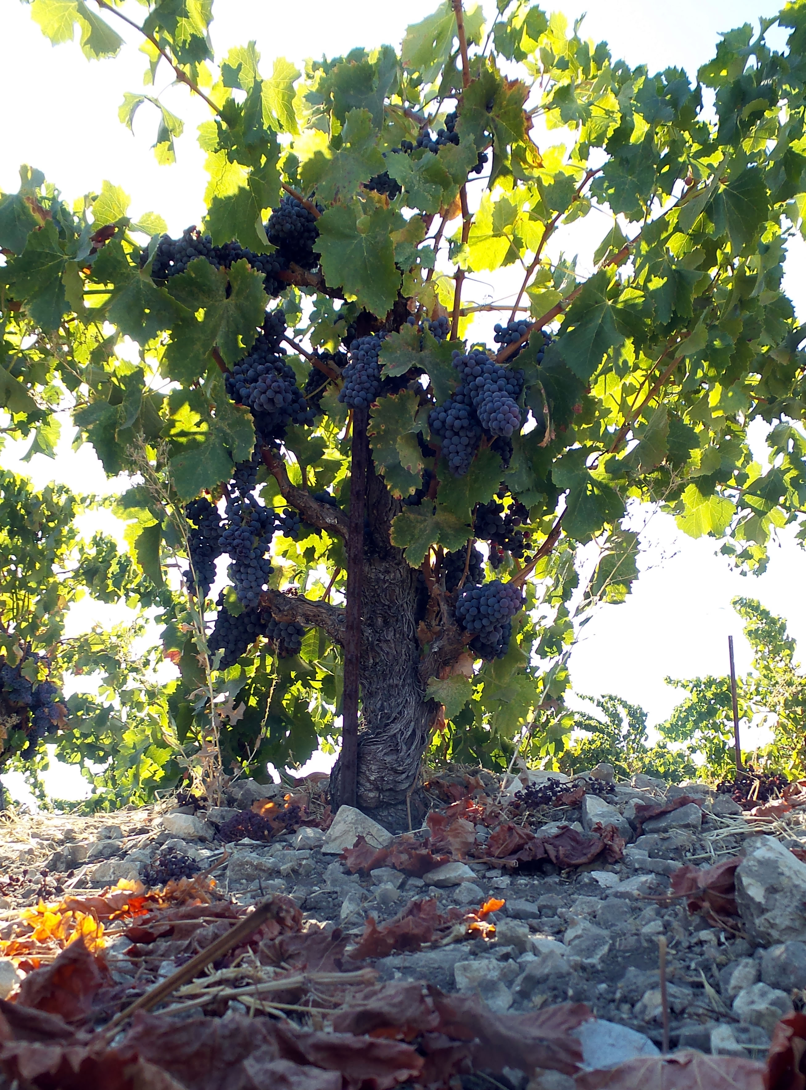 Scruffy Hill Grenache vimne