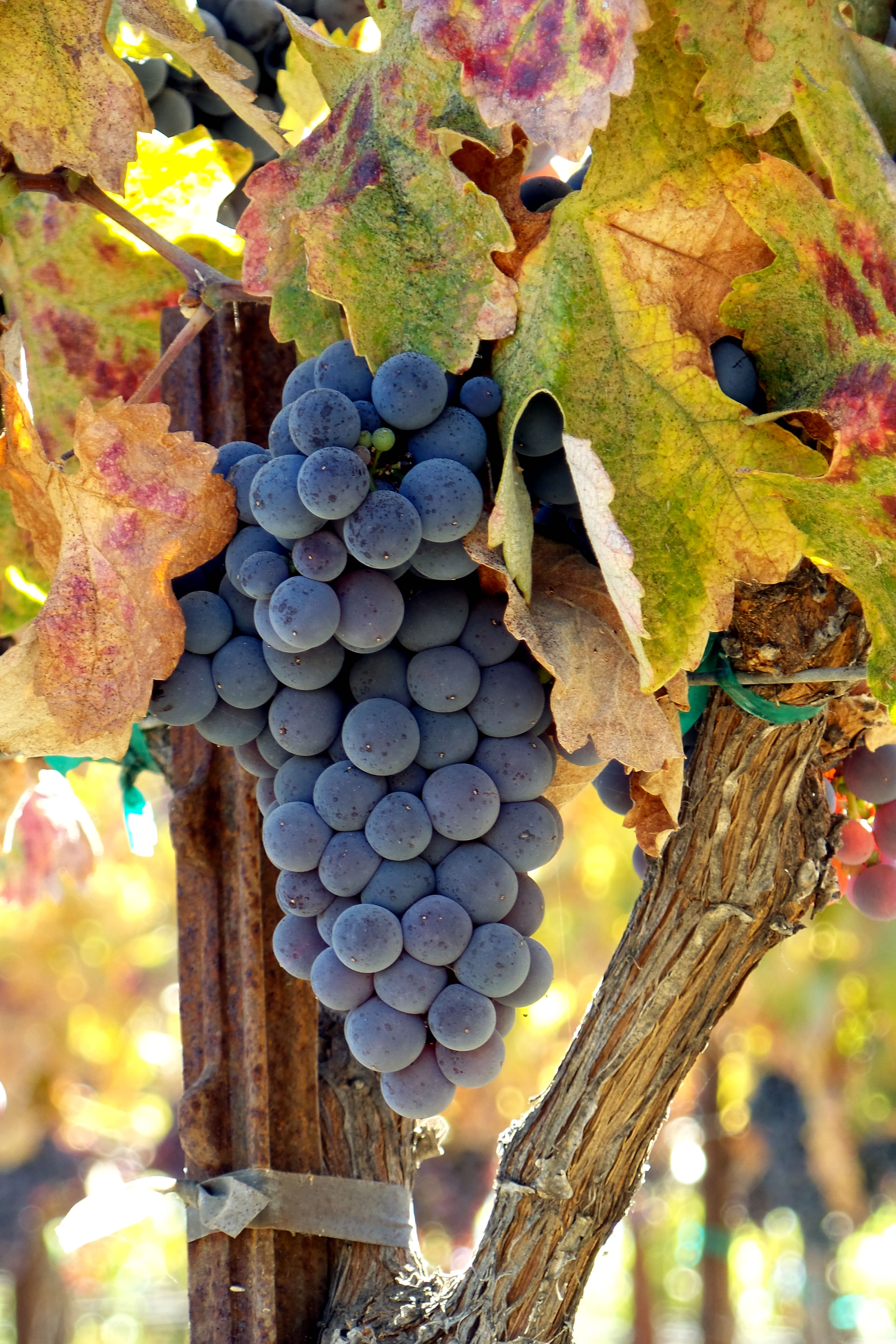 Late Mourvedre cluster