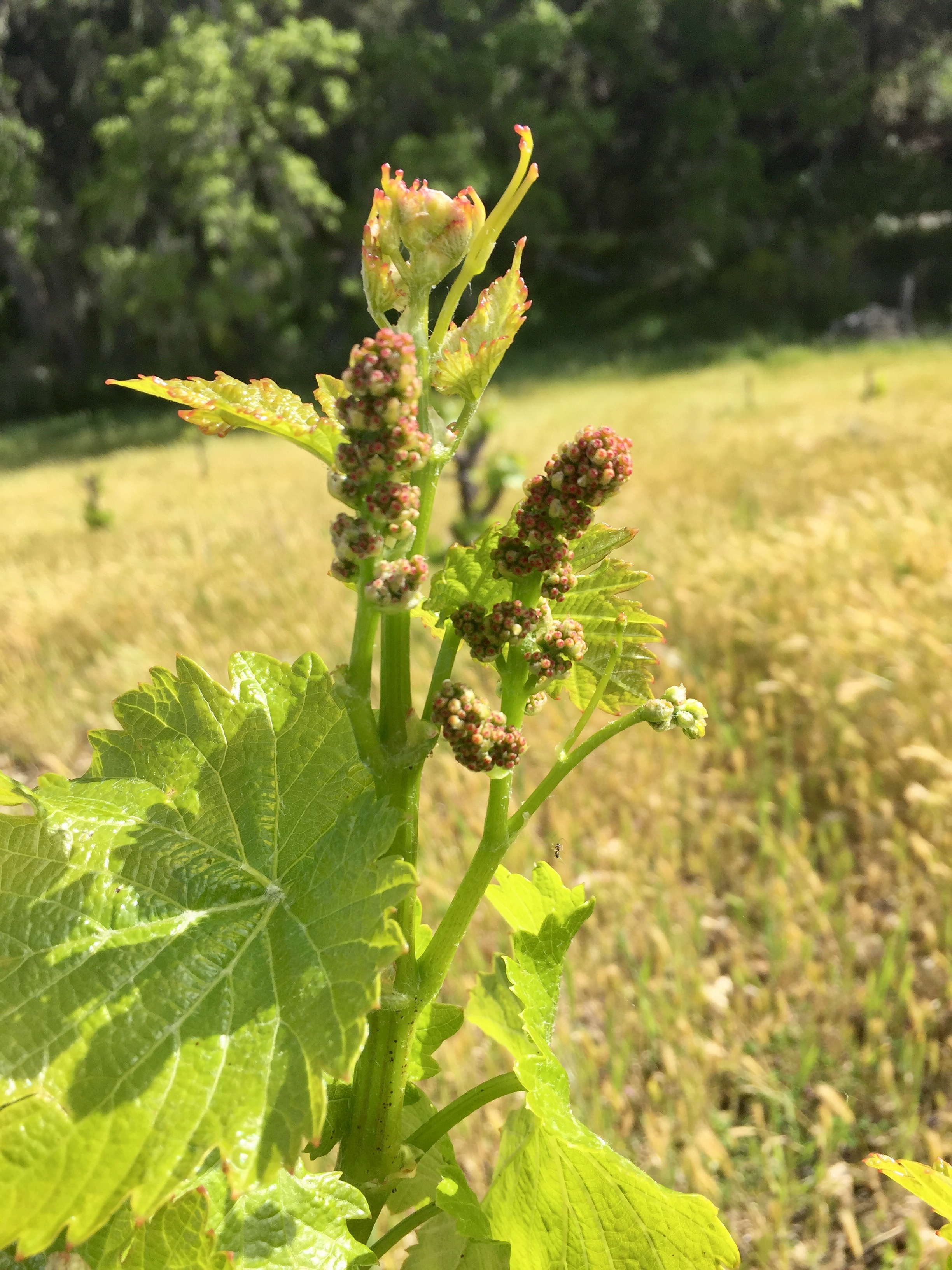 Flower clusters April 2017