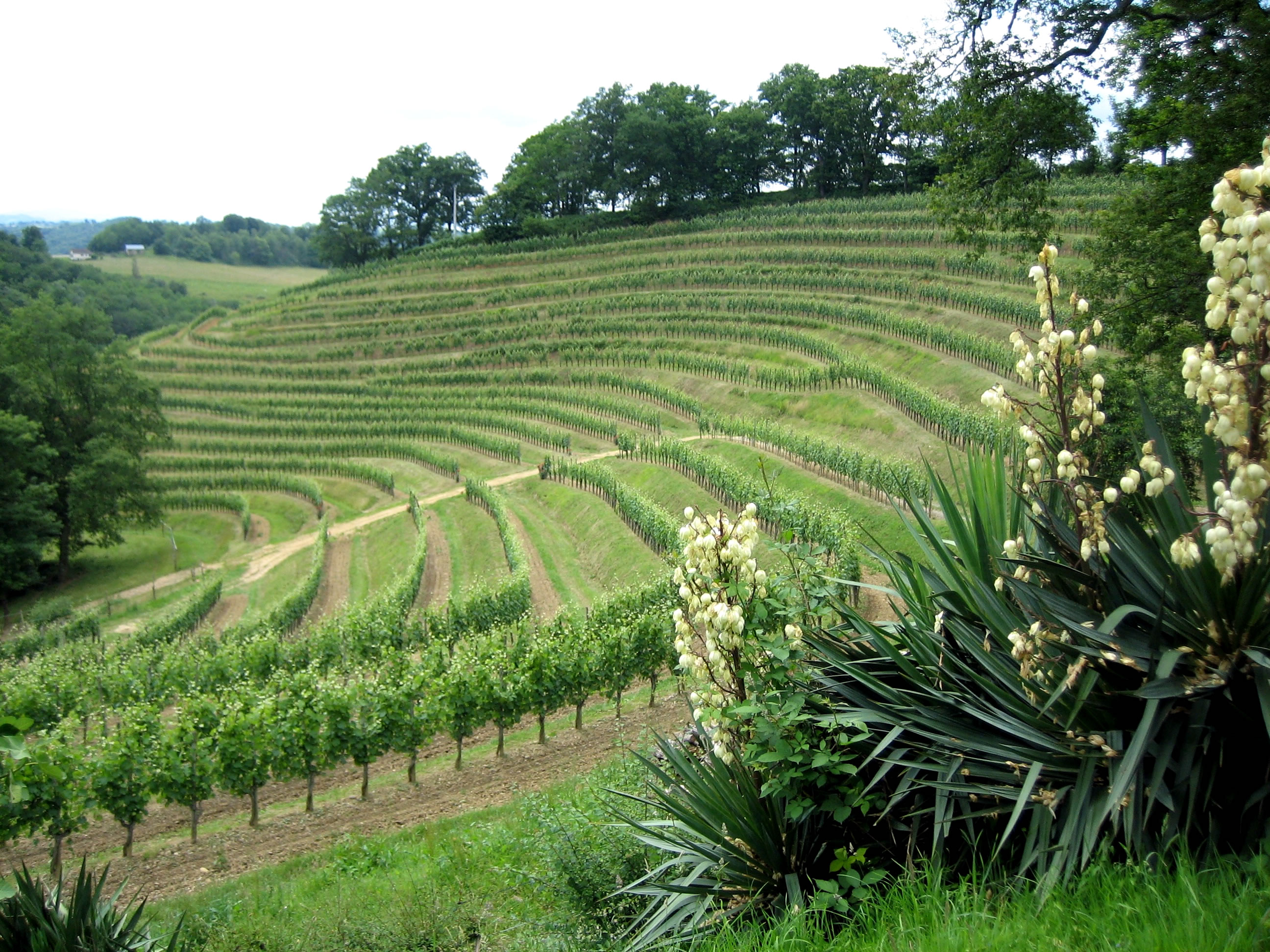 Jurancon vineyard