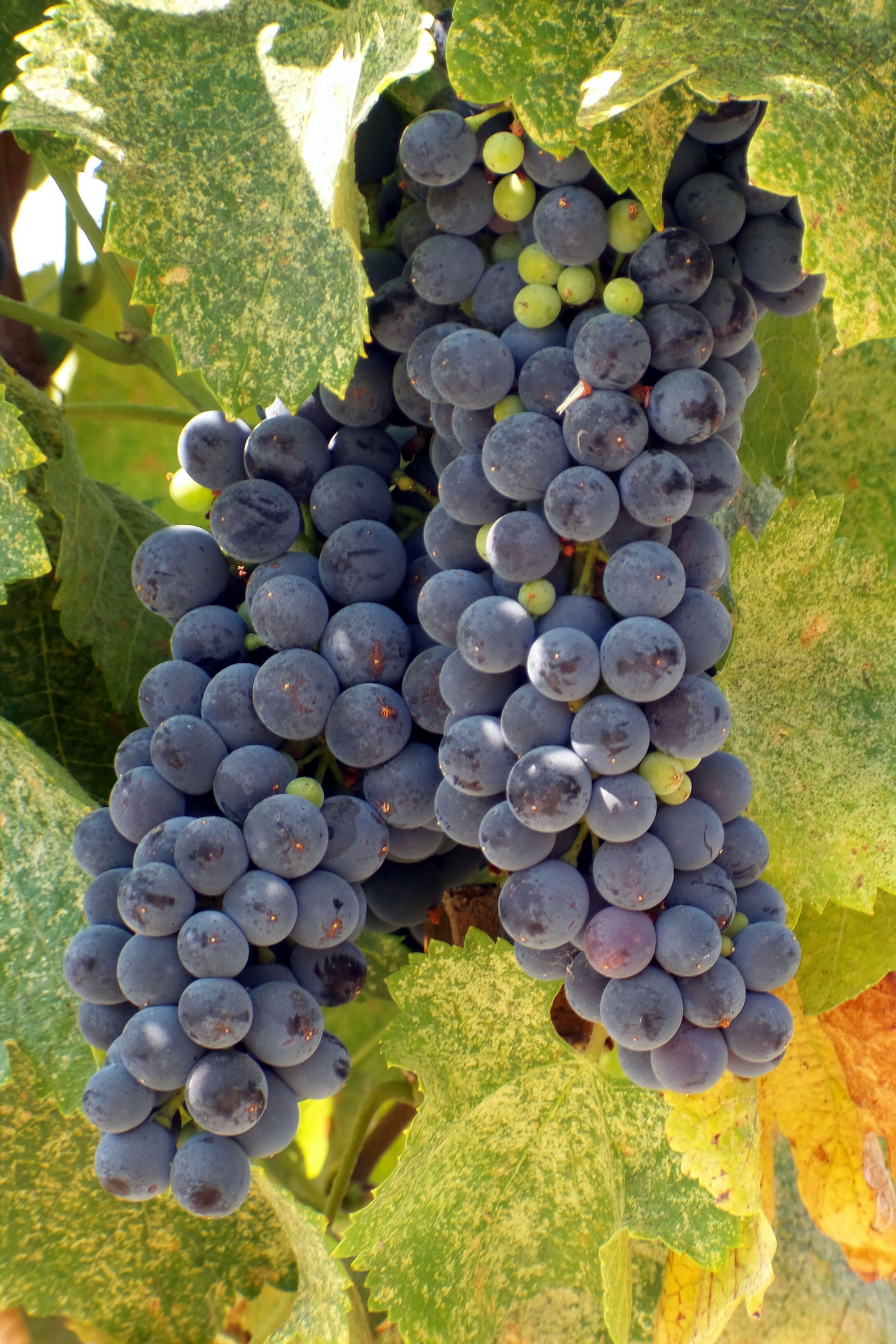 Veraison_2016_syrah
