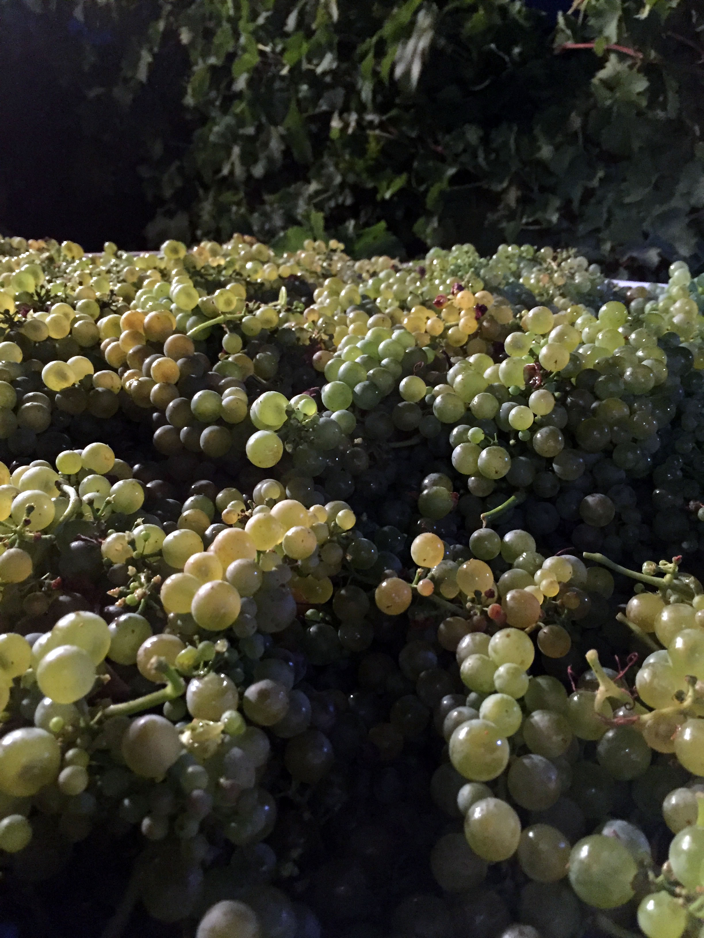 JL_harvest2016_viognier_in_bin