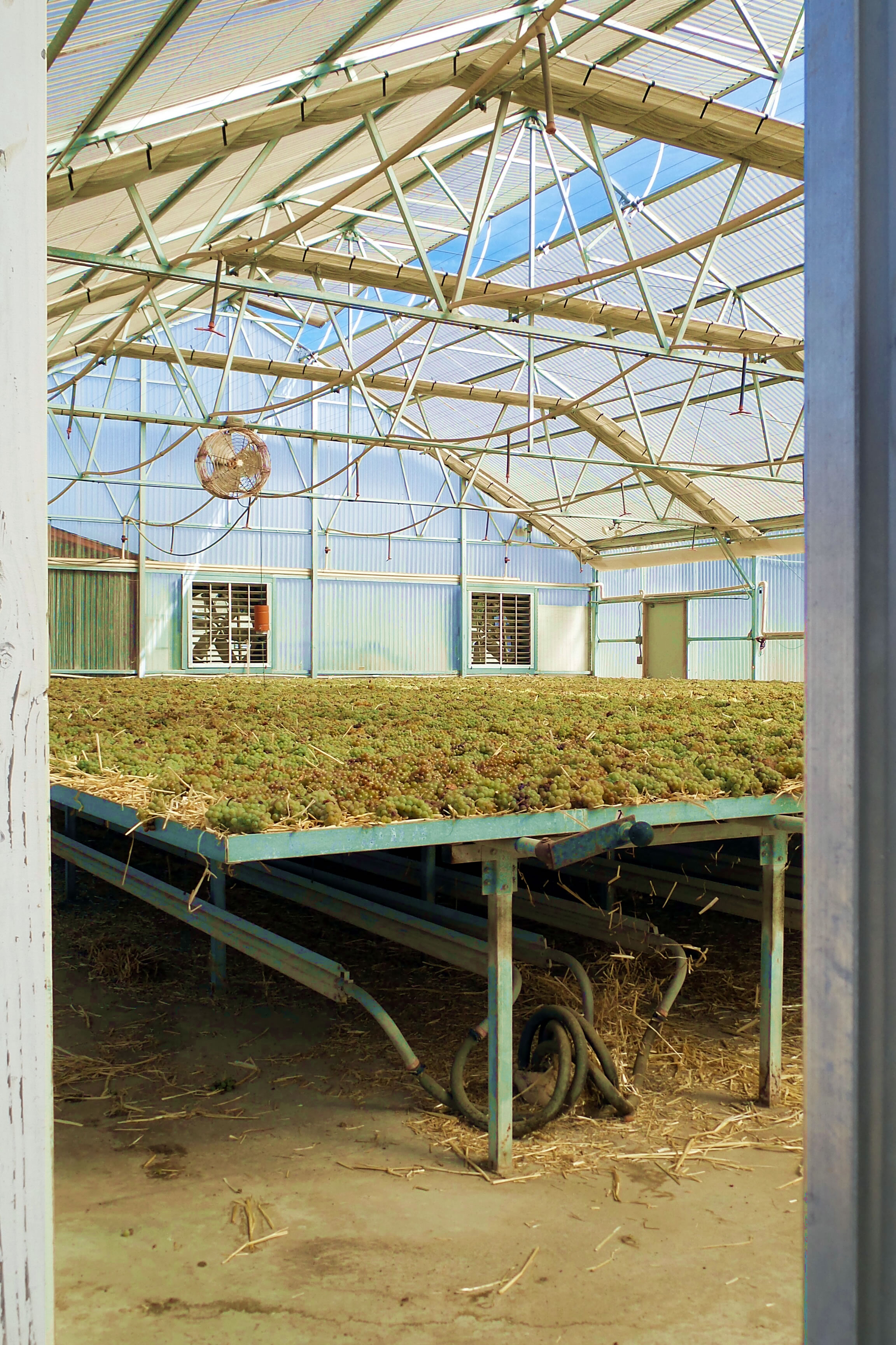 Vin de Paille greenhouse