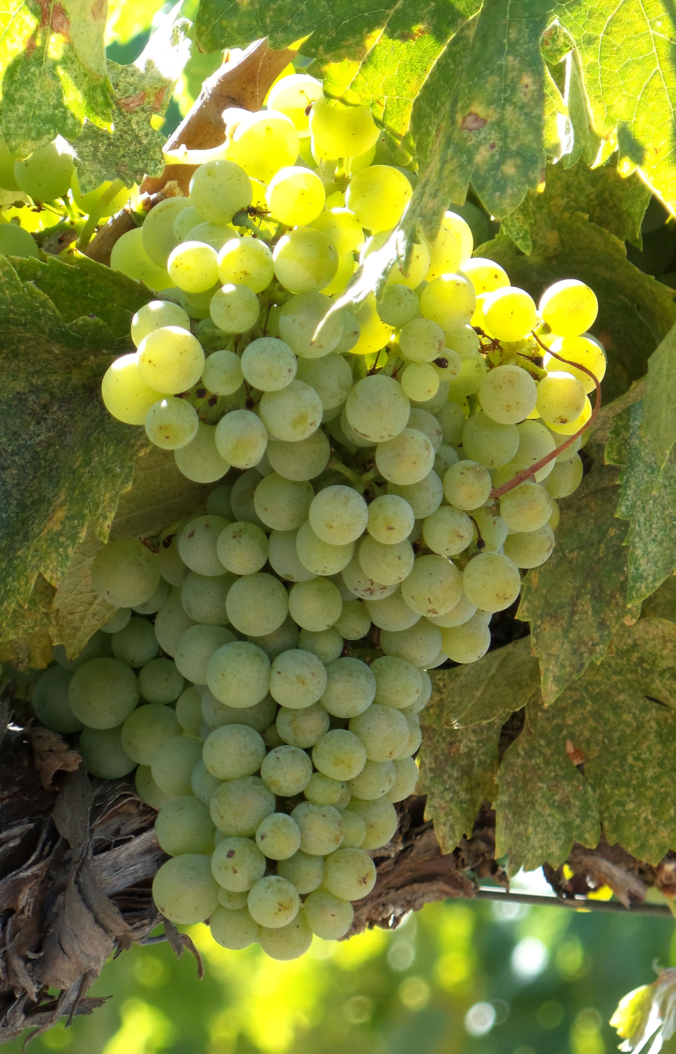 Picpoul