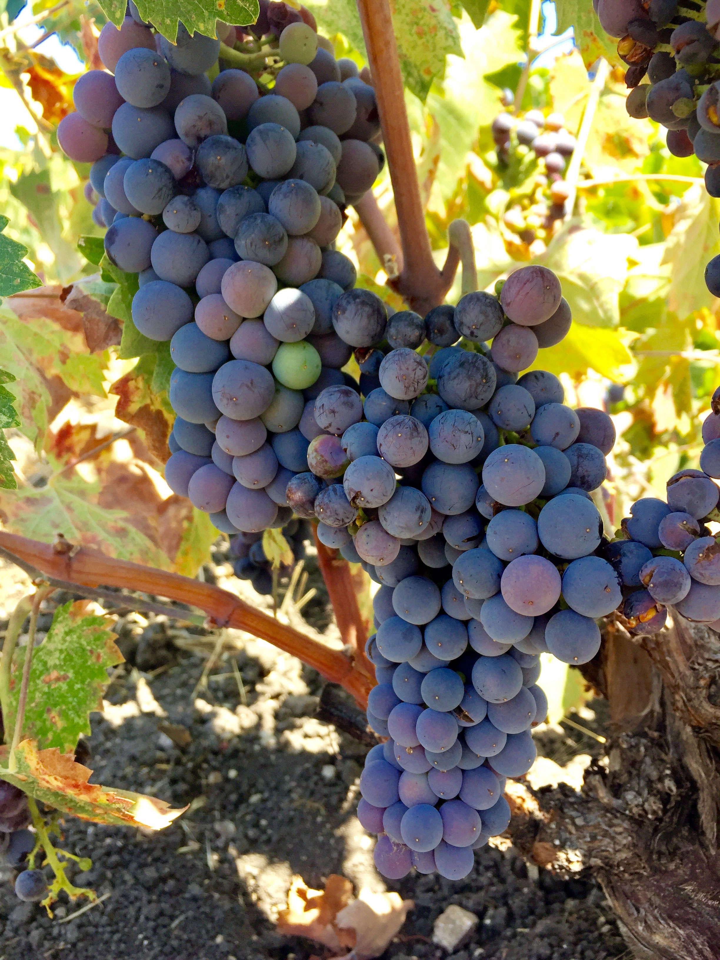 Mourvedre