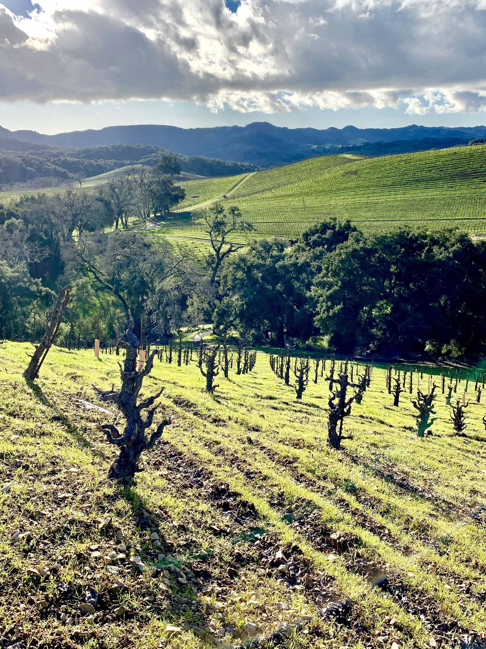 Green Tablas Creek Vineyard February 2019