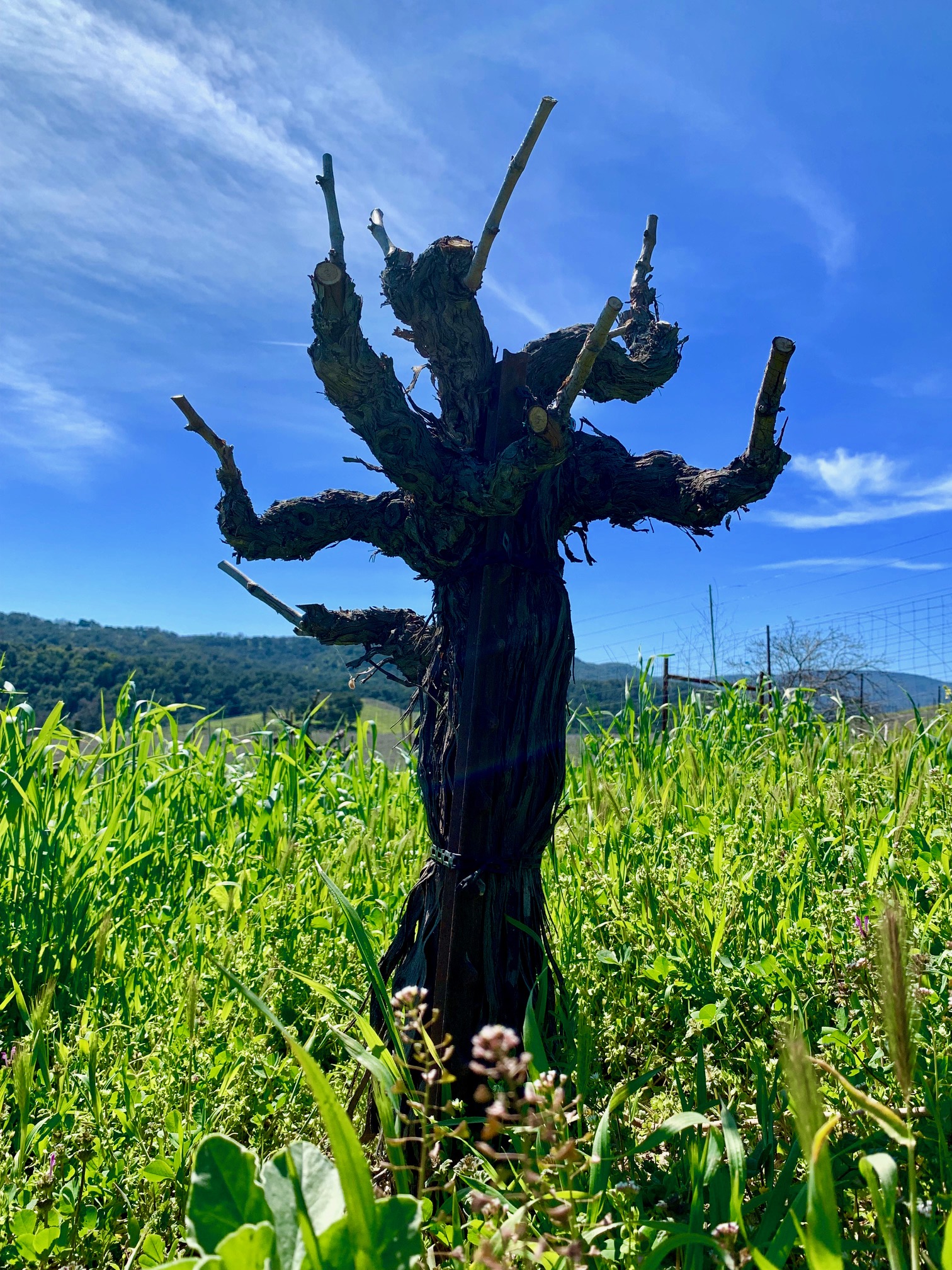 Head-trained Counoise vine at Tablas Creek