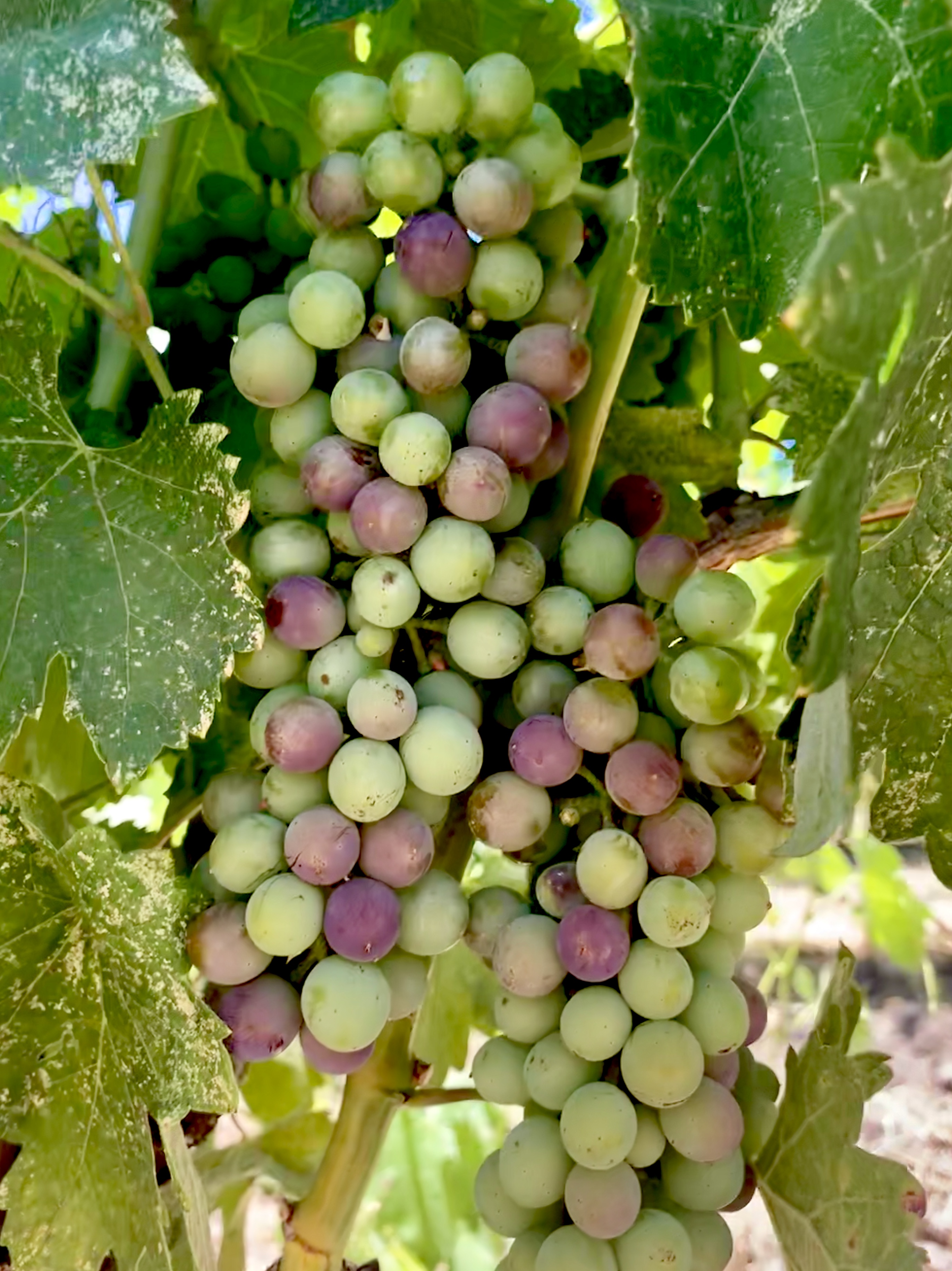Veraison 2019 Syrah 1