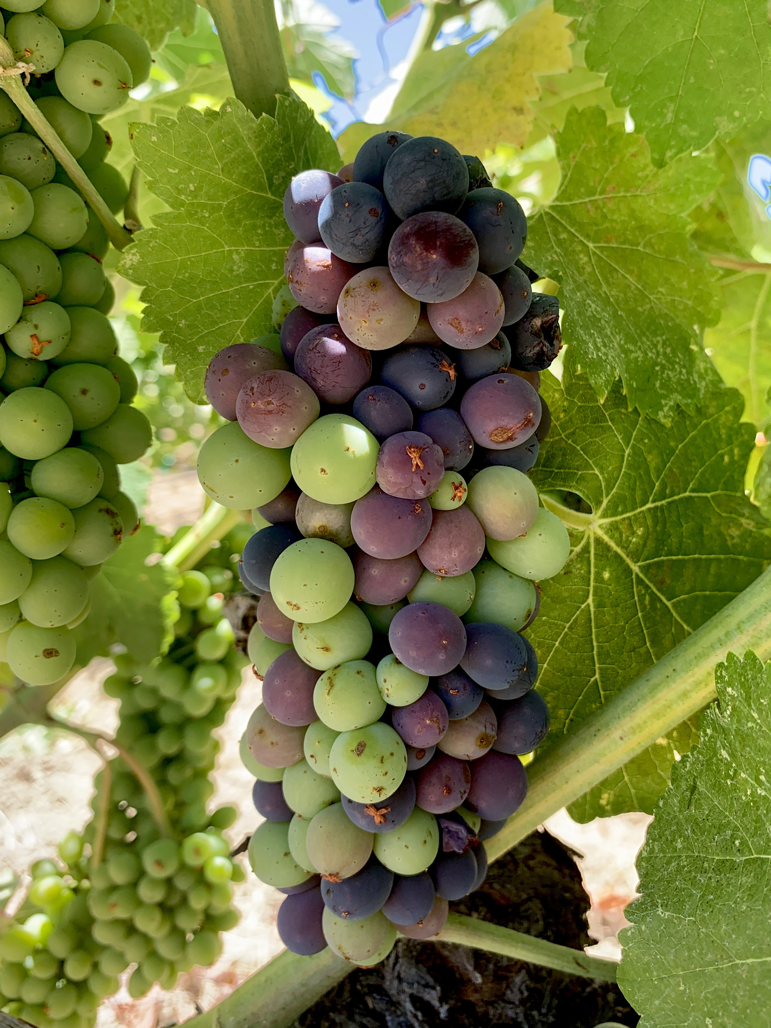 Veraison 2019 Syrah 3