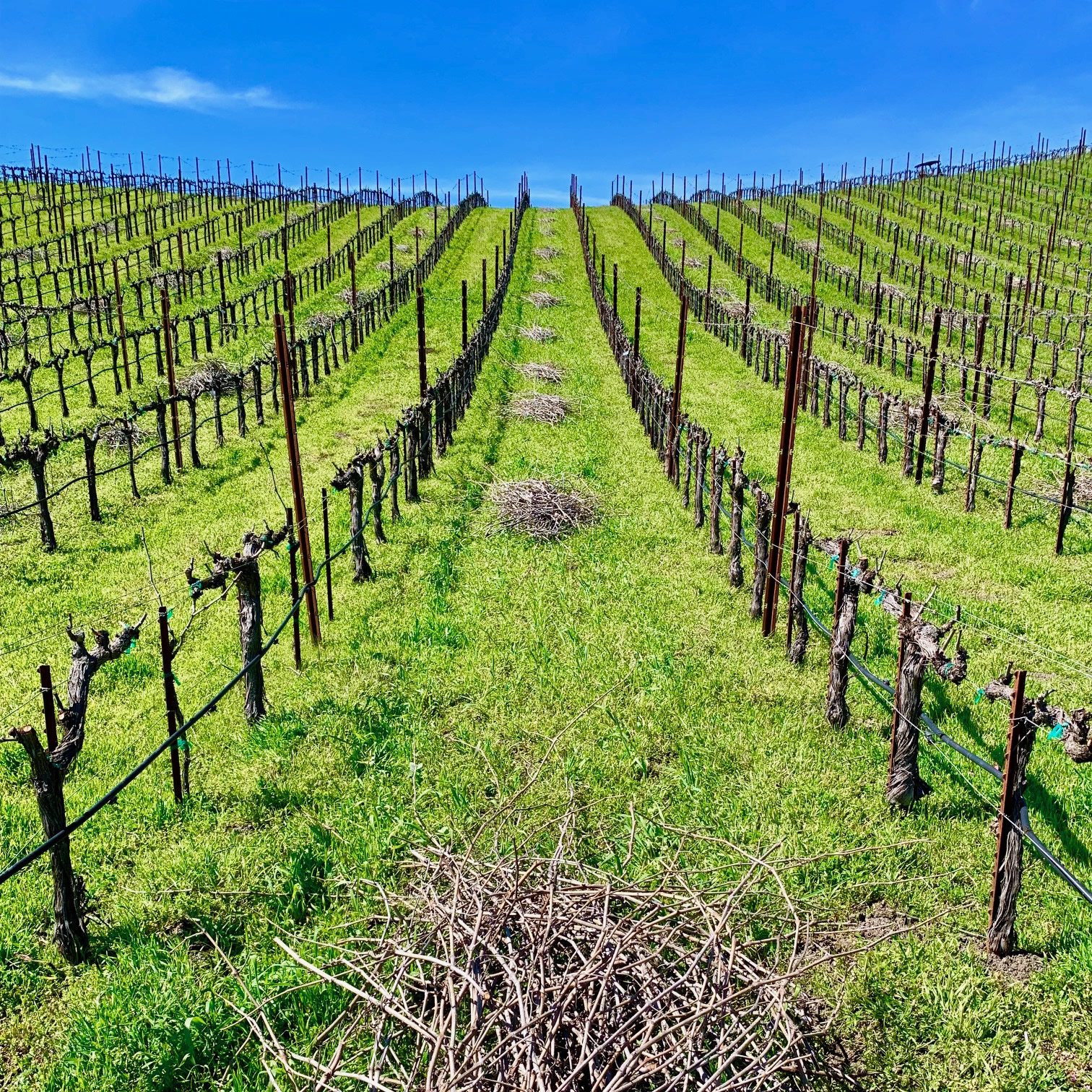 Tablas Creek Newly Pruned Vineyard Square