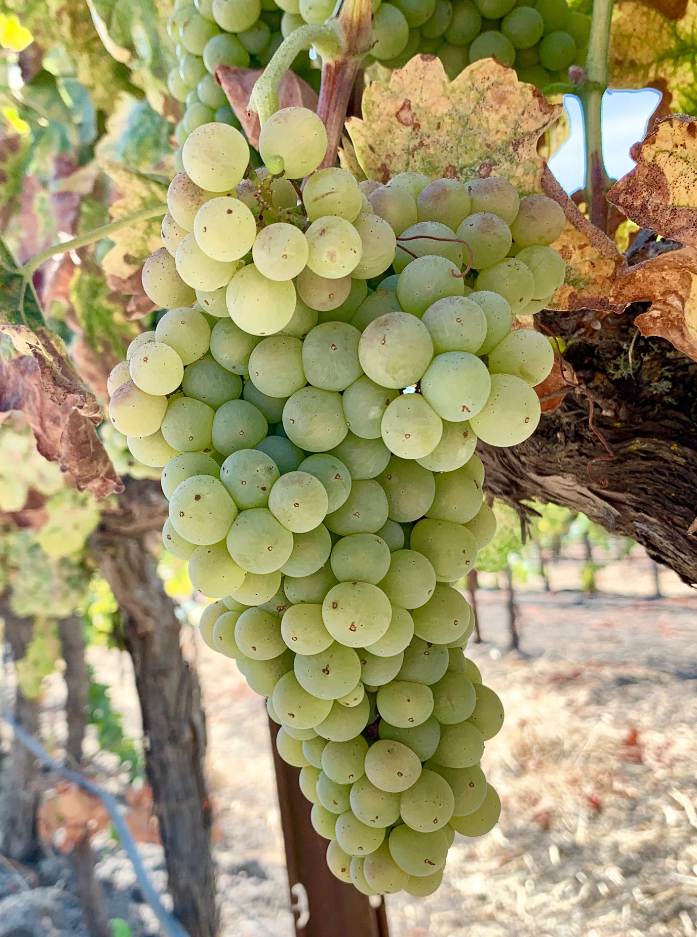 Roussanne cluster mid-Sept