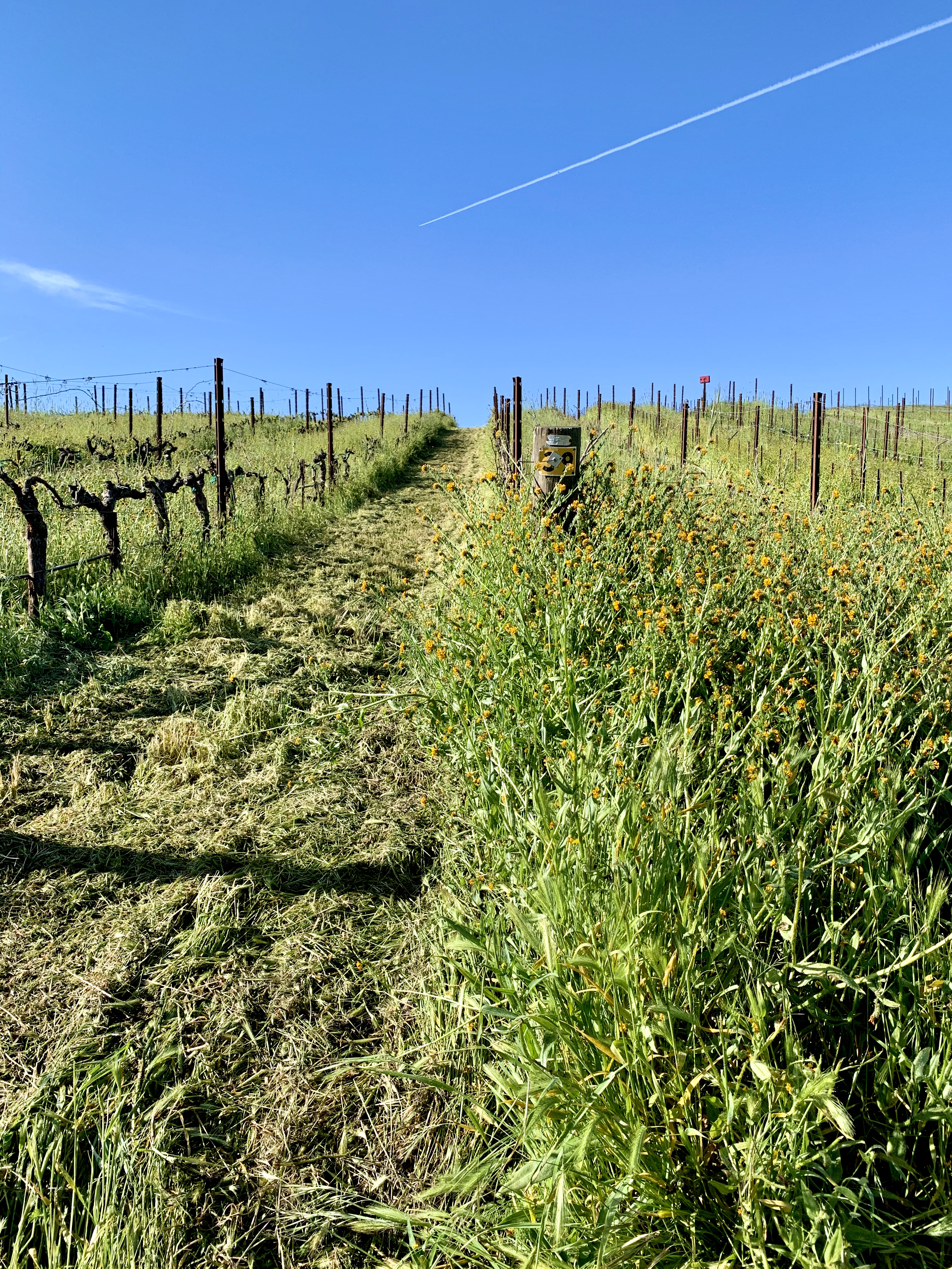 Mowed vs not