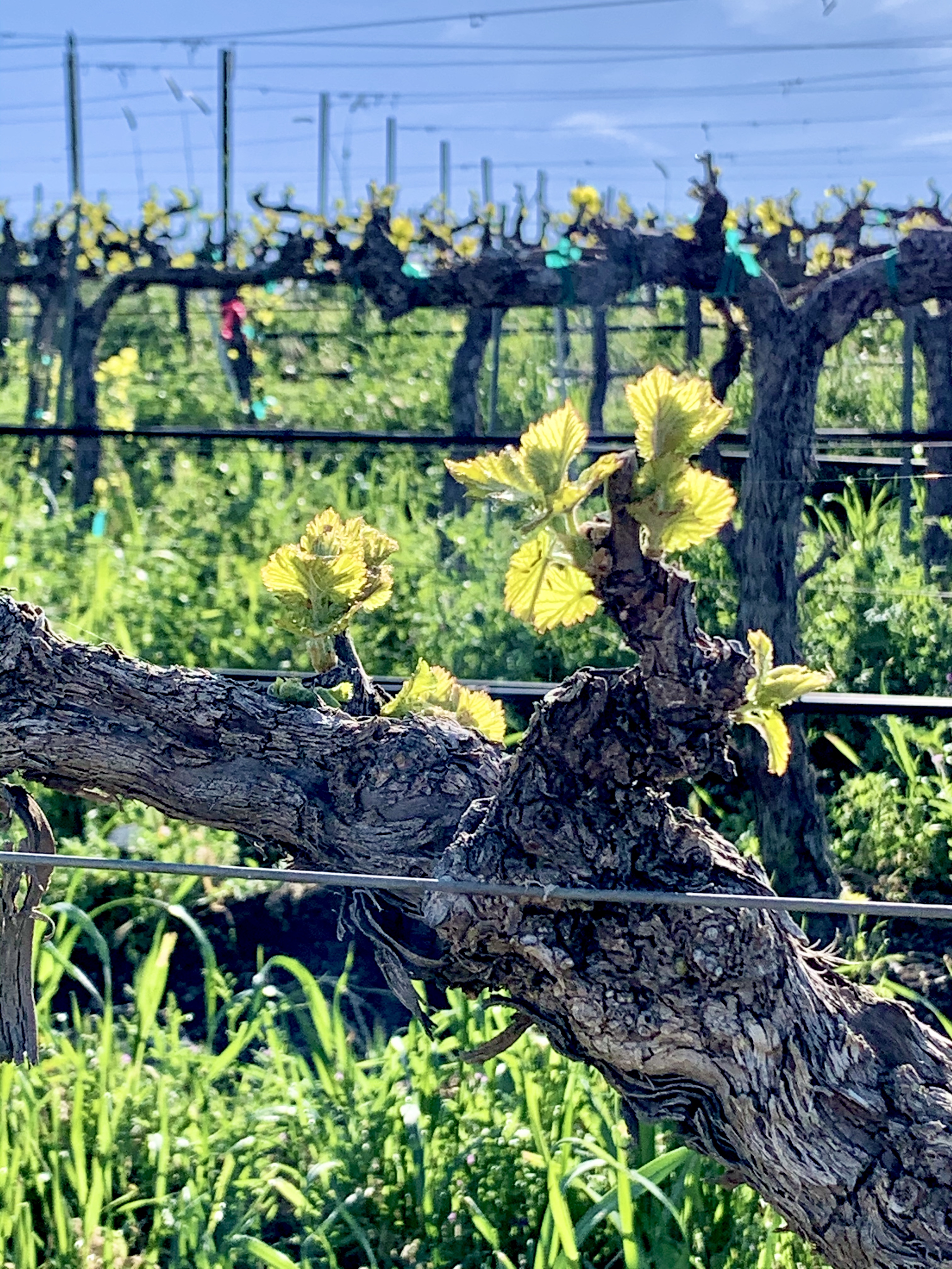 New Growth - Grenache