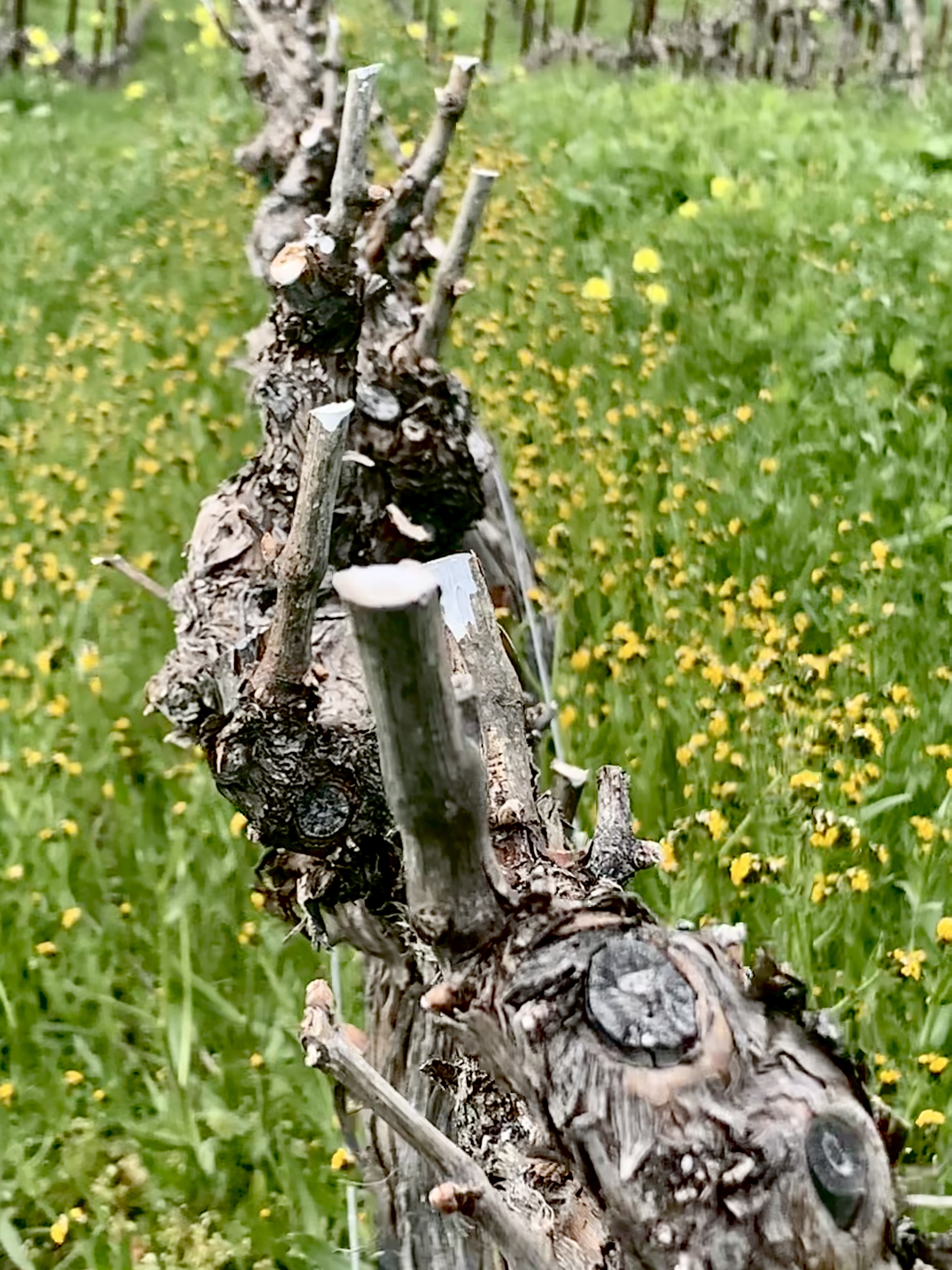Pruned Vermentino with wildflowers 2