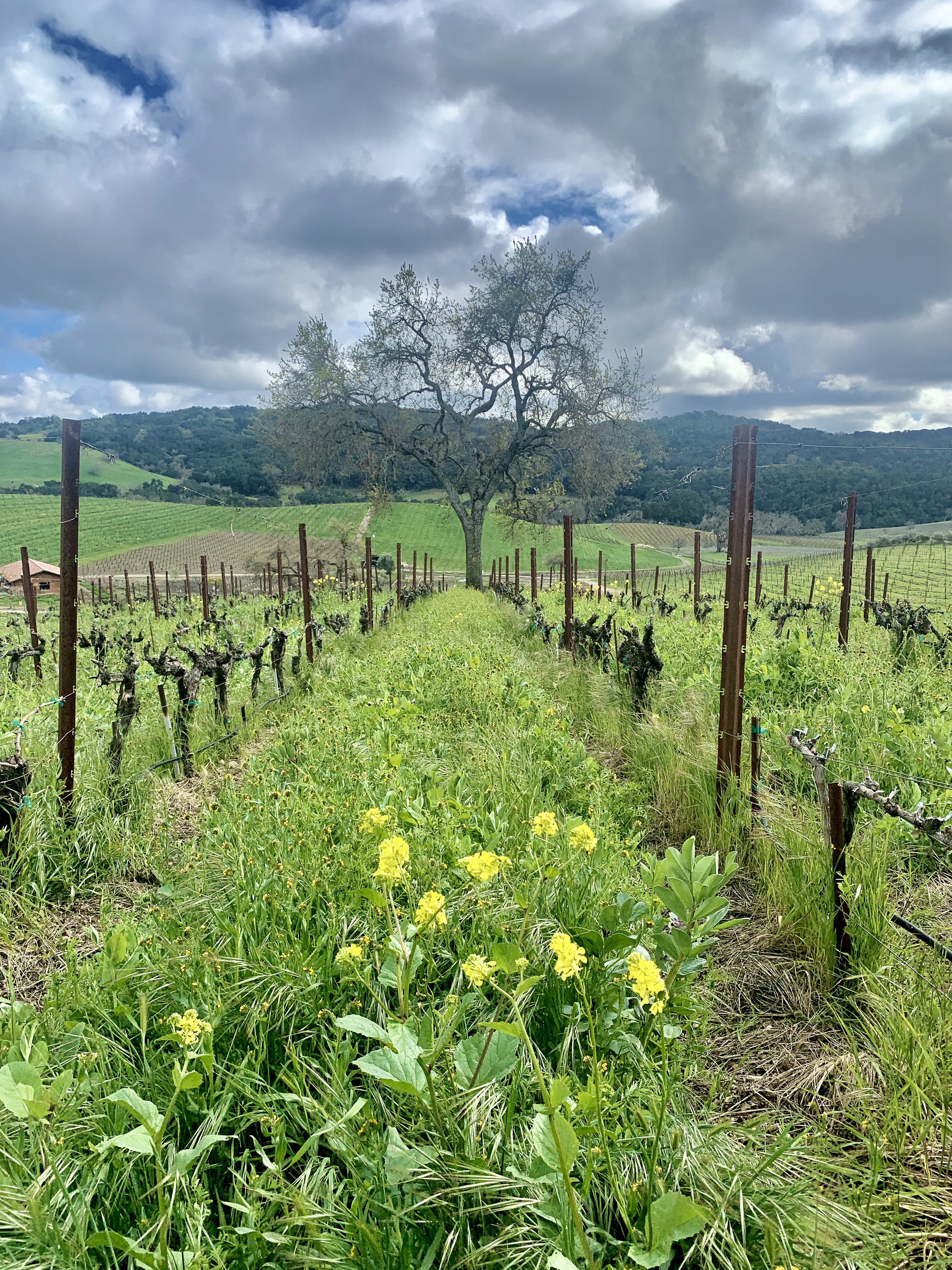Cover crop in Counoise