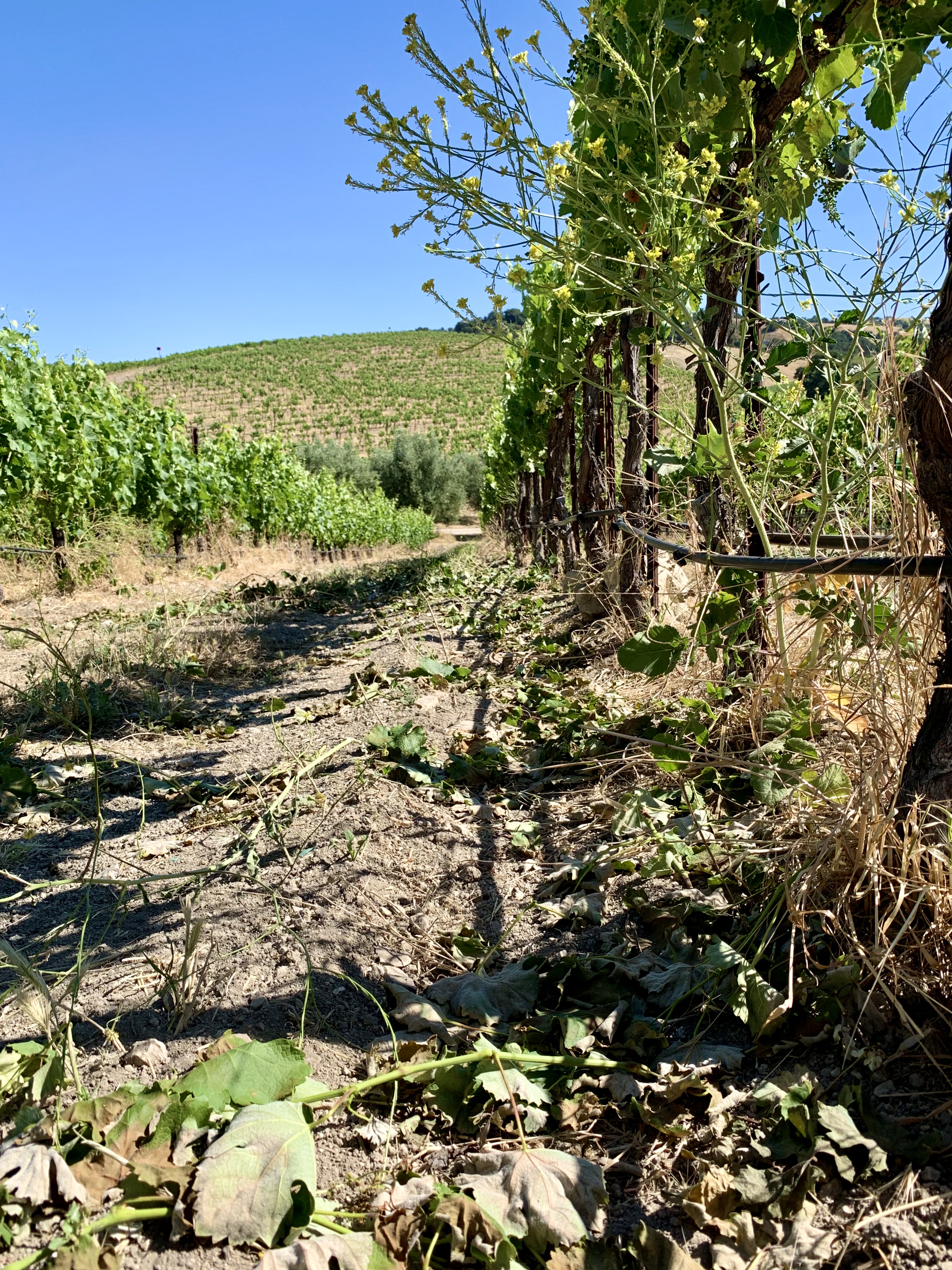 Shoot thinning Counoise