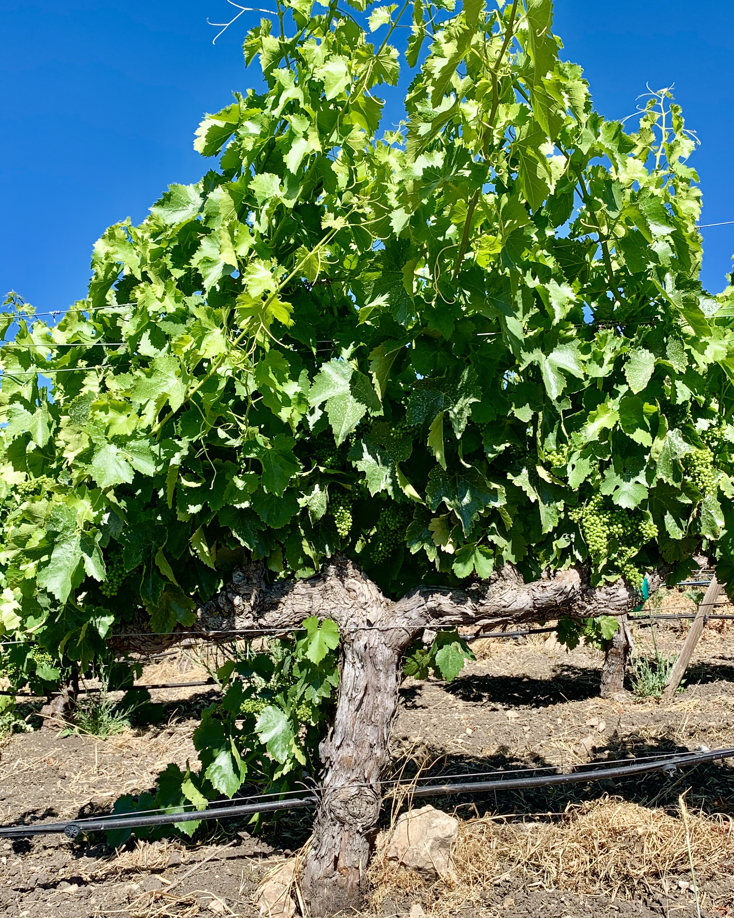 Grenache vine