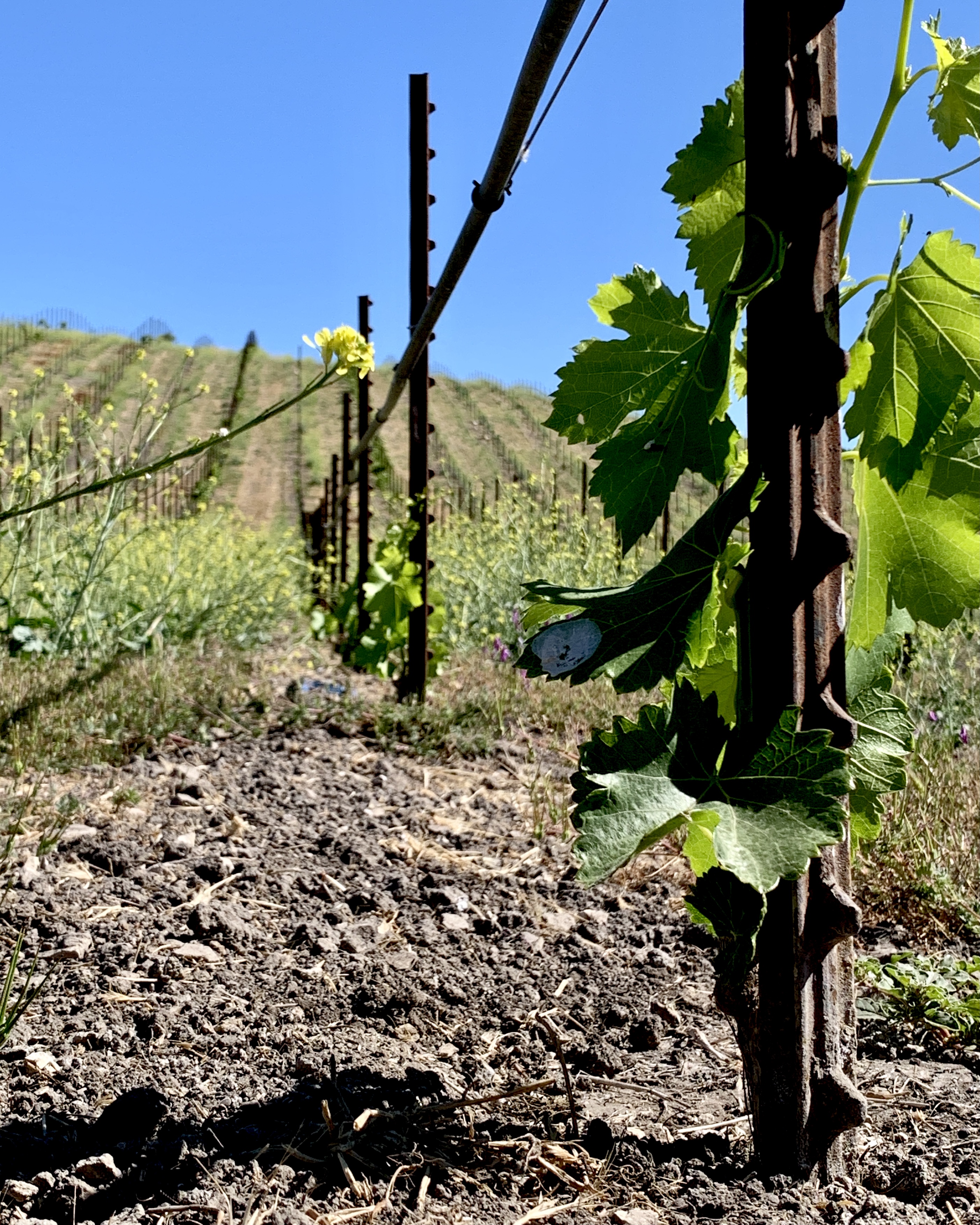 New plantings - Cote Maduena