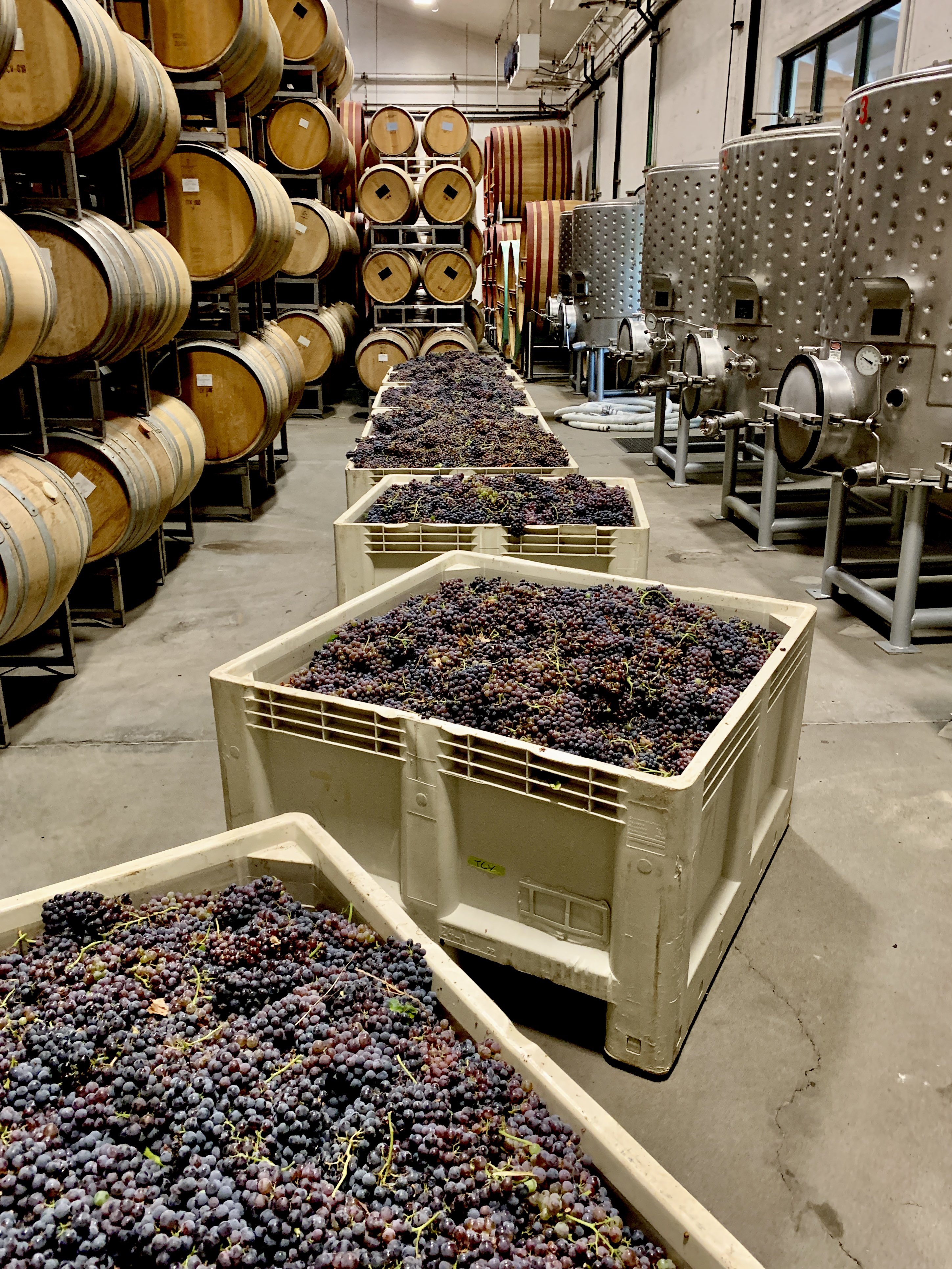 Grenache bins in the cellar