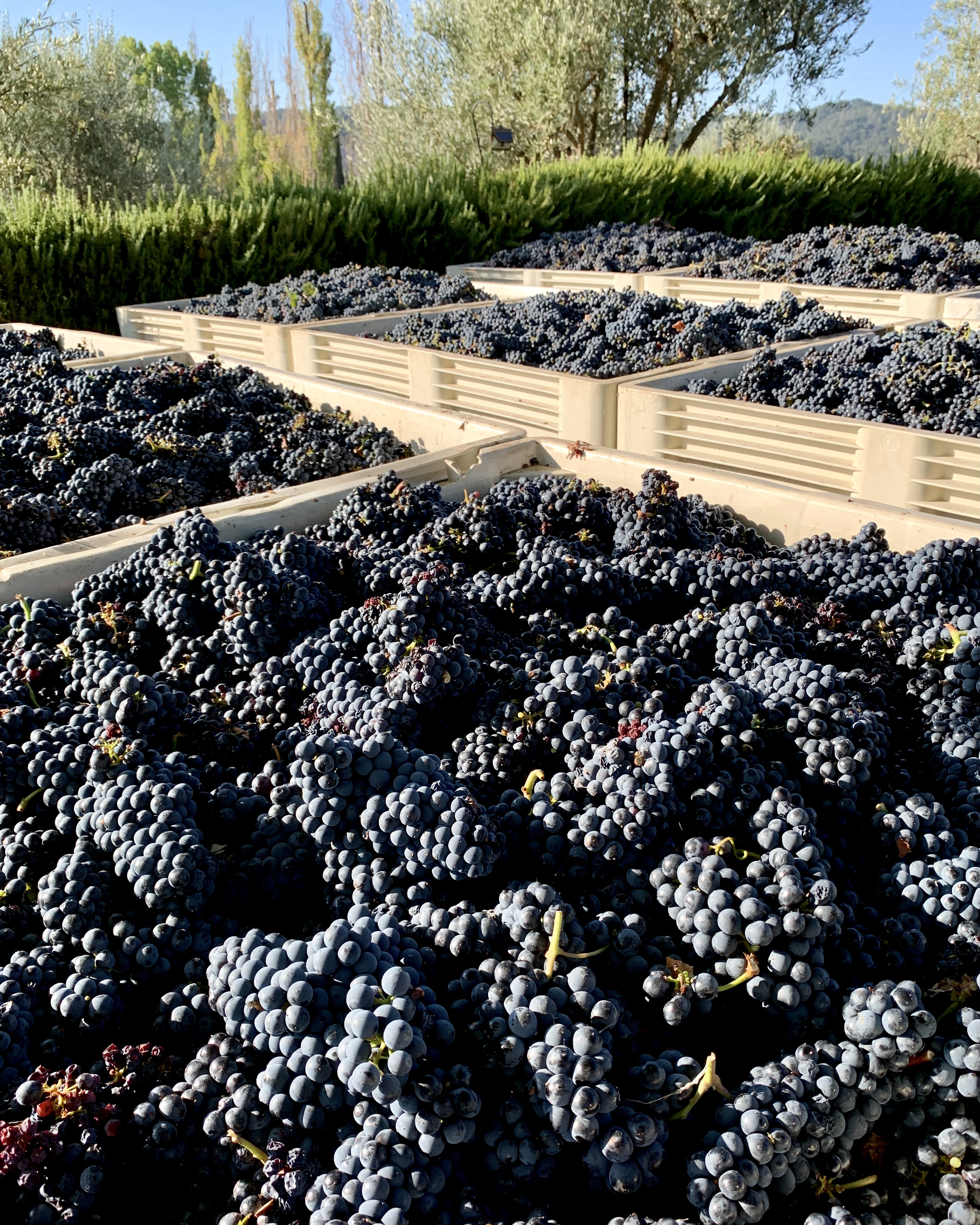 Tannat in Bins Sept 2021