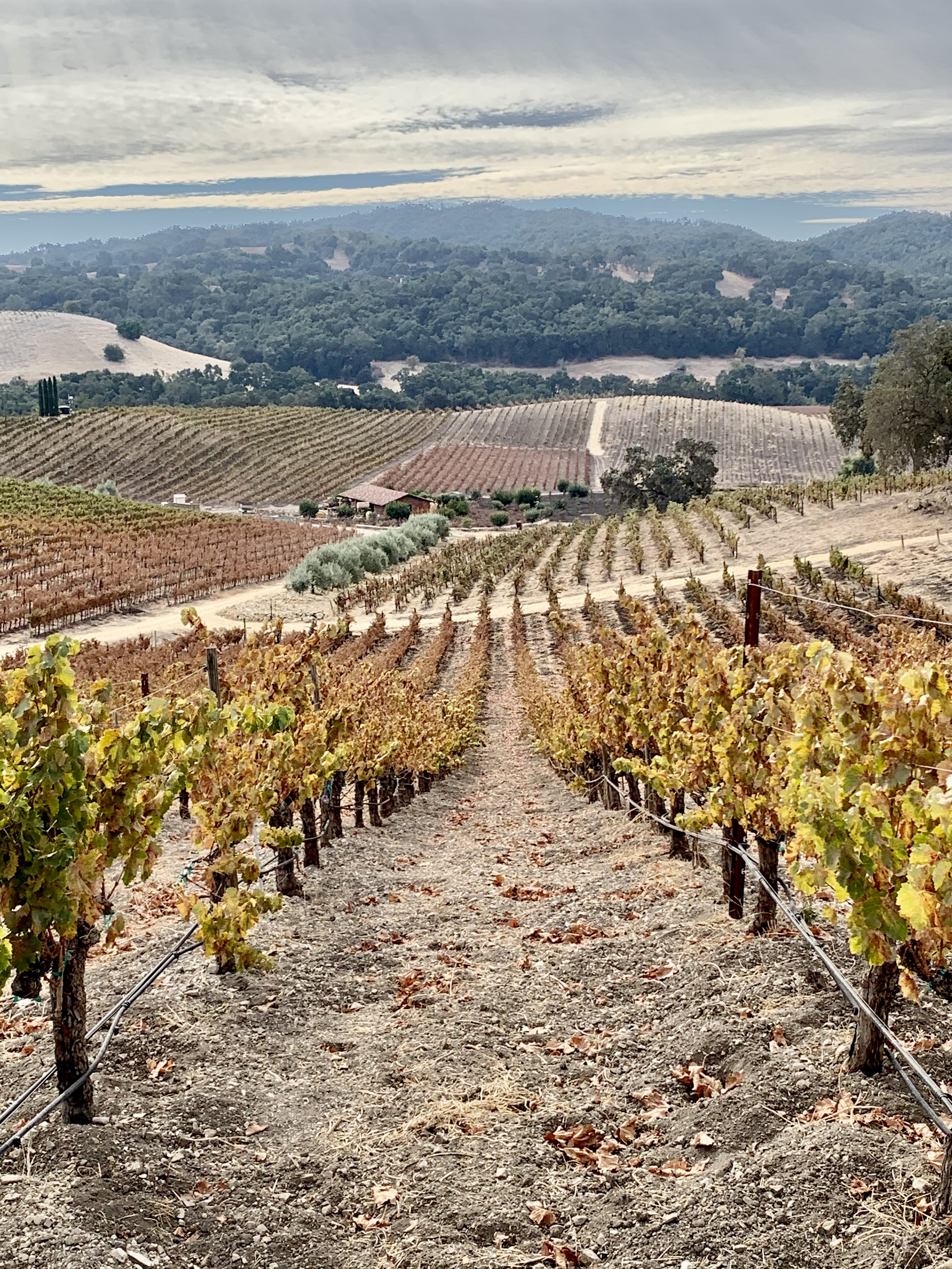 Long Autumn View from Top of Vineyard