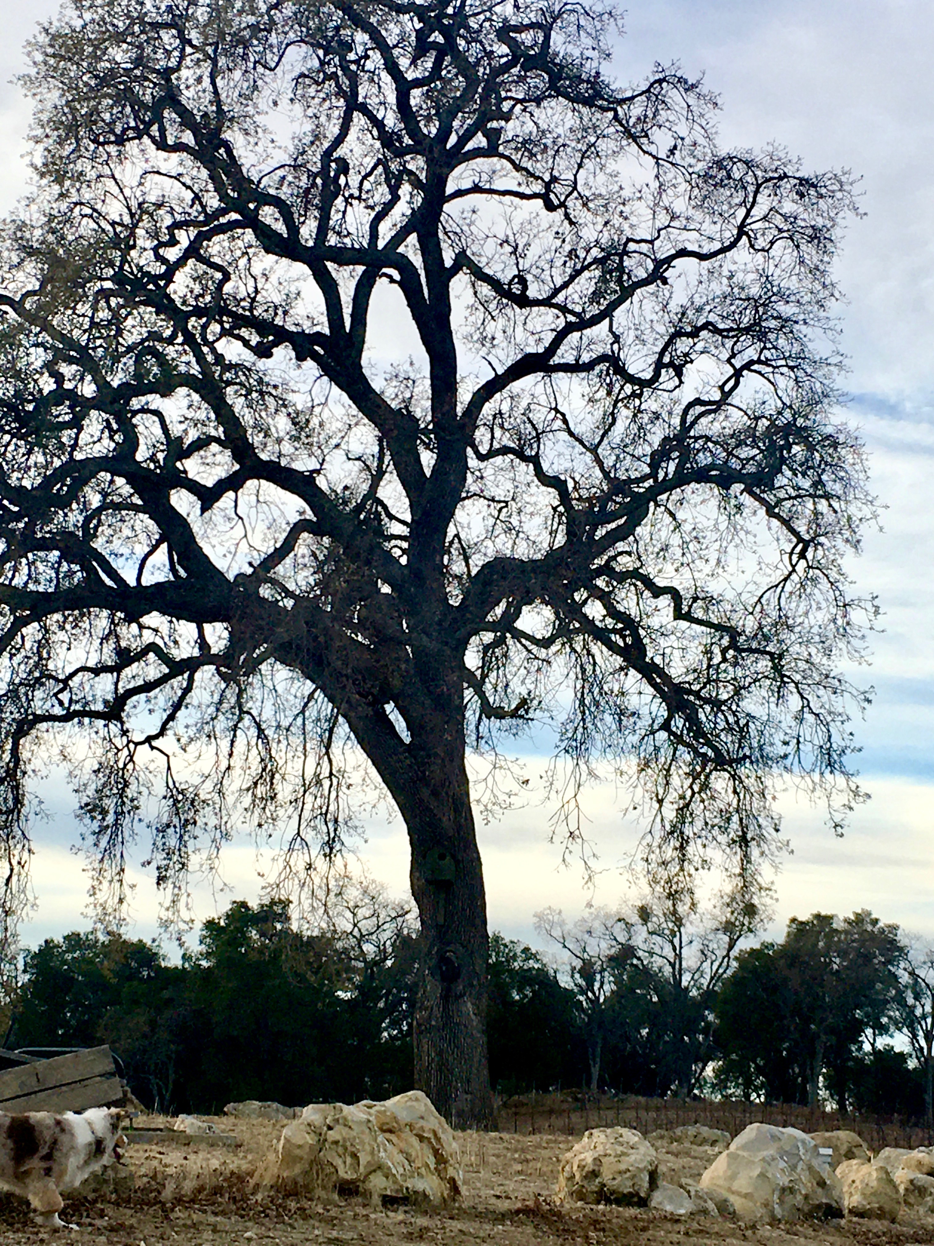 Seb - Oak tree and Sadie