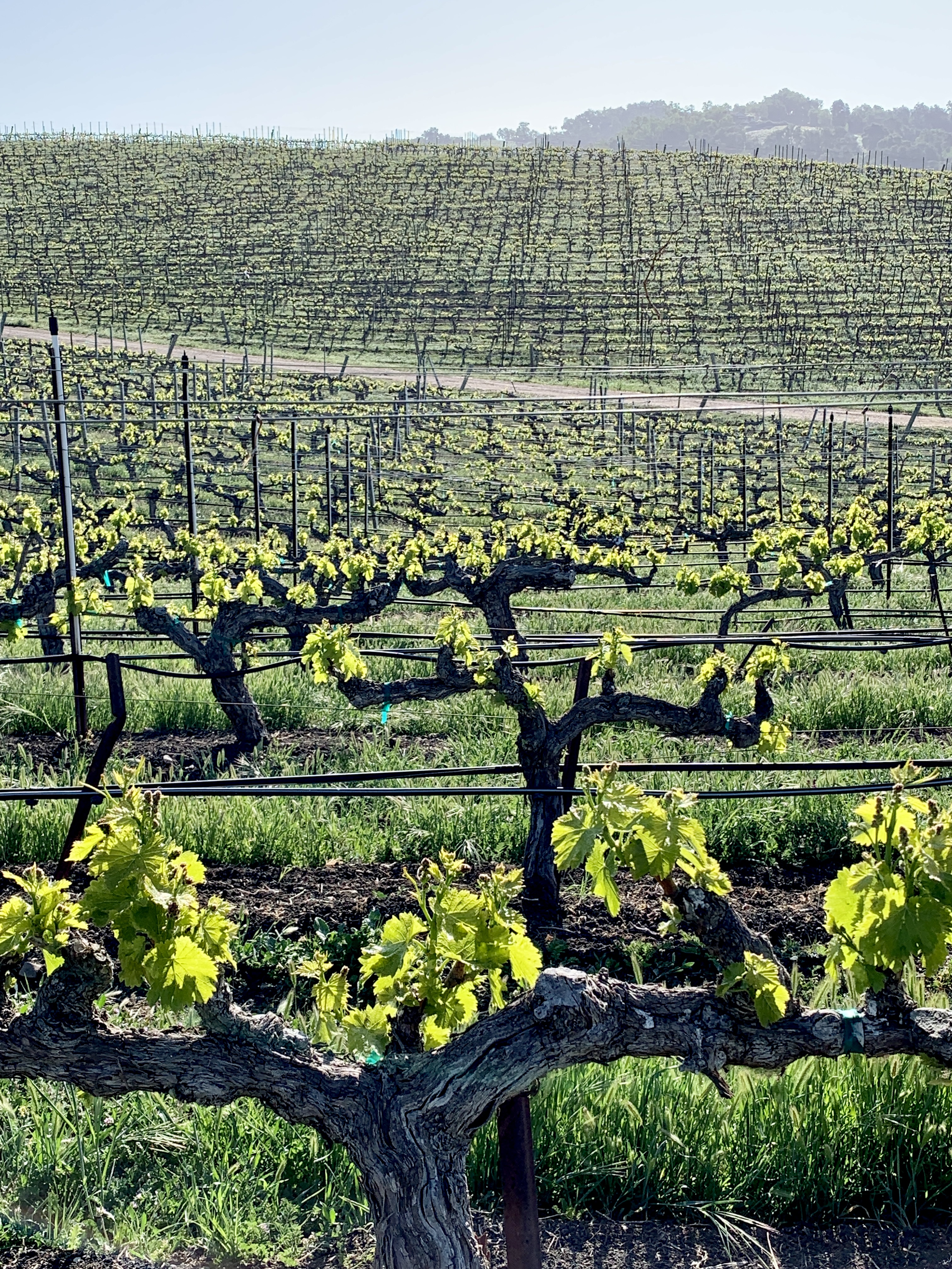 Green April 2021 - New growth Grenache AV