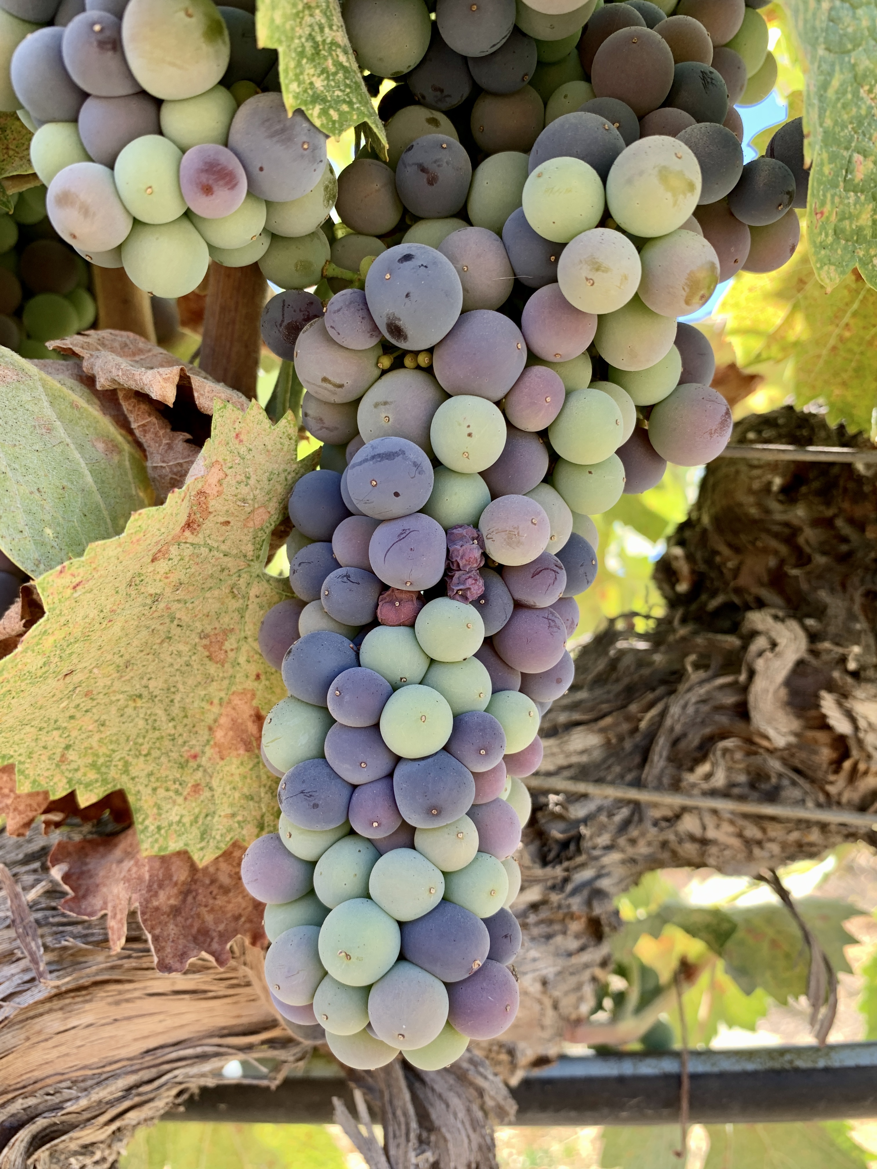 Mourvedre