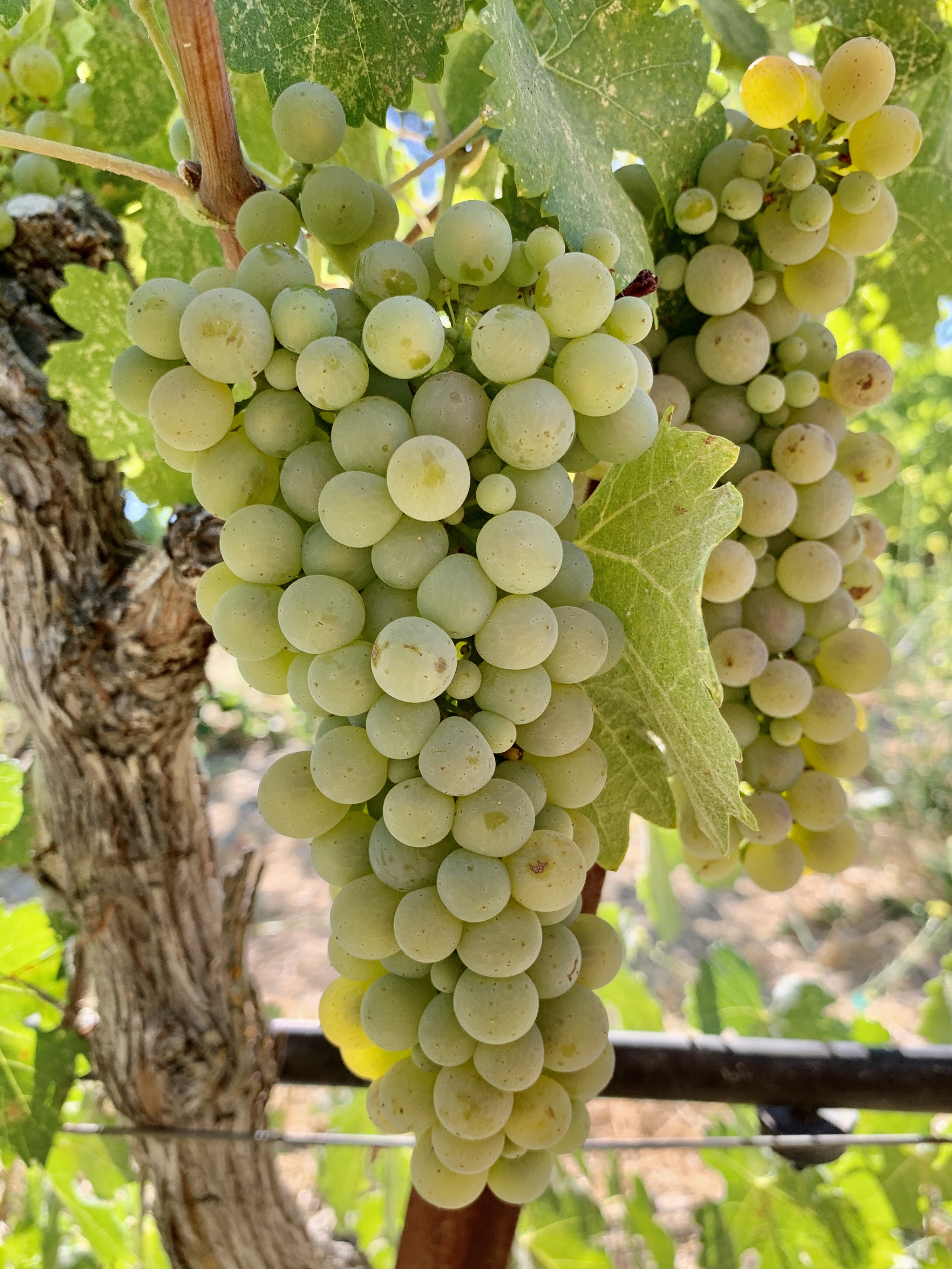Viognier