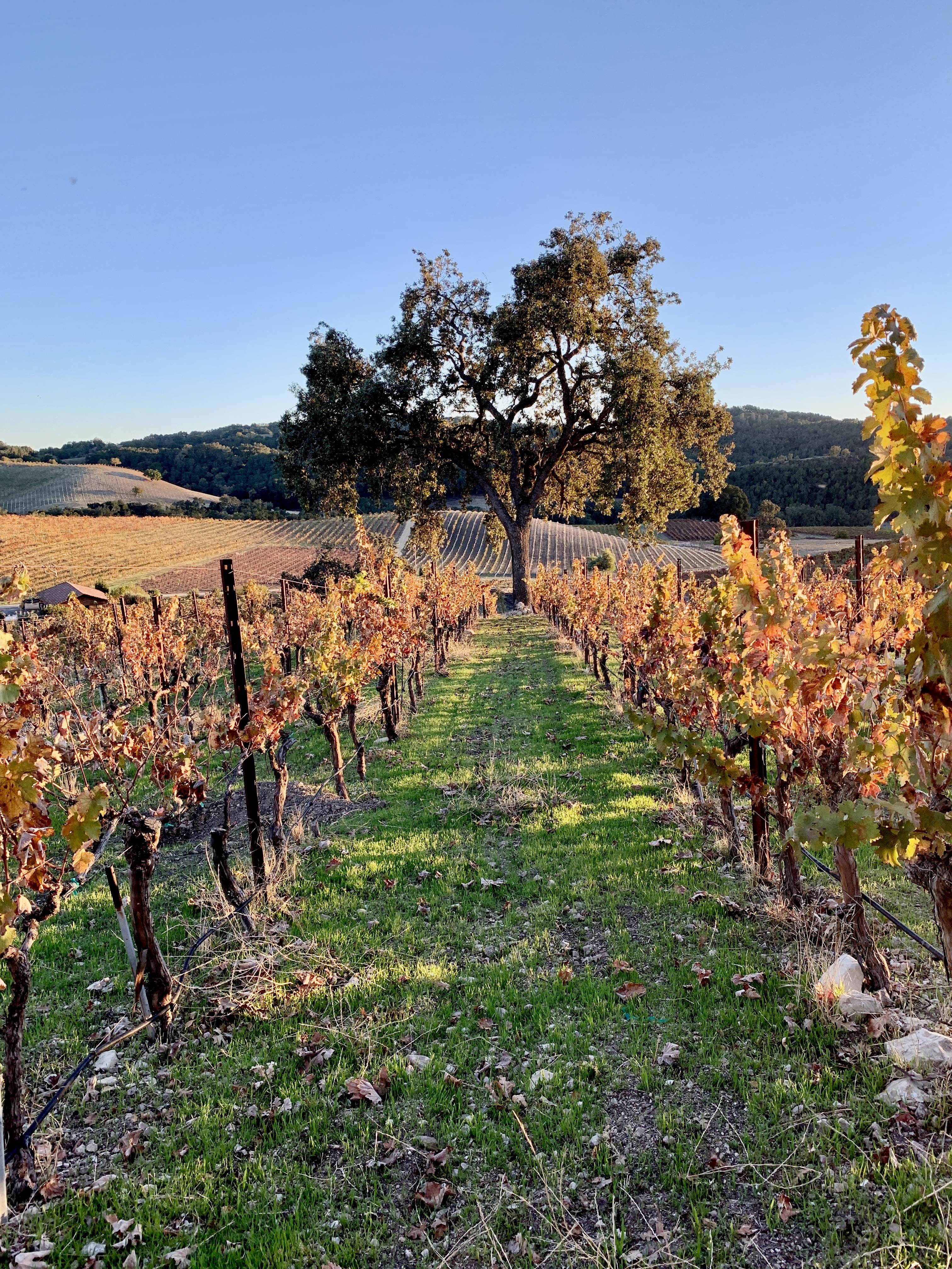 Counoise and oak tree in the setting sun
