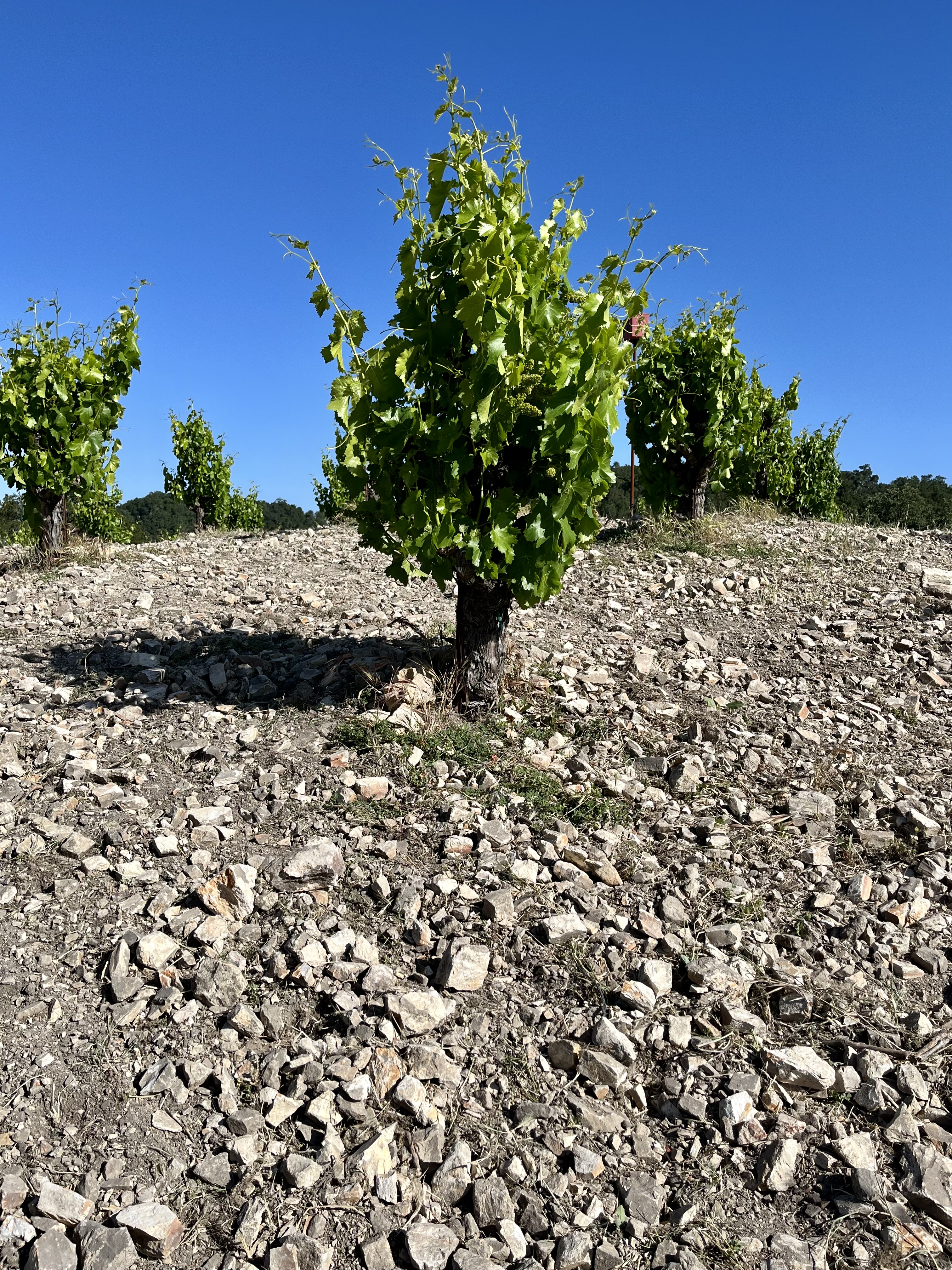 Scruffy Hill Grenache and Soil