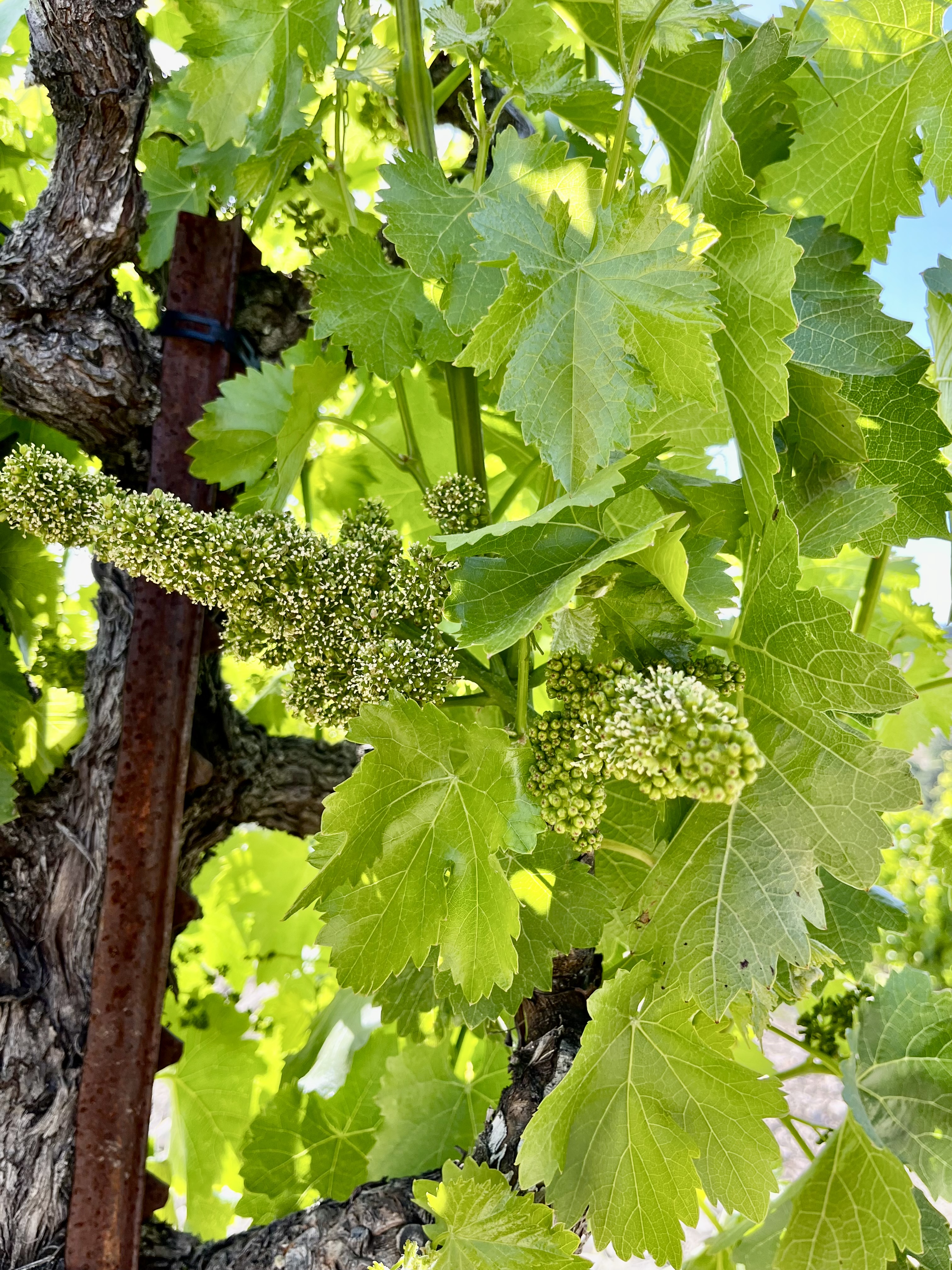 Scruffy Hill Flowering Grenache