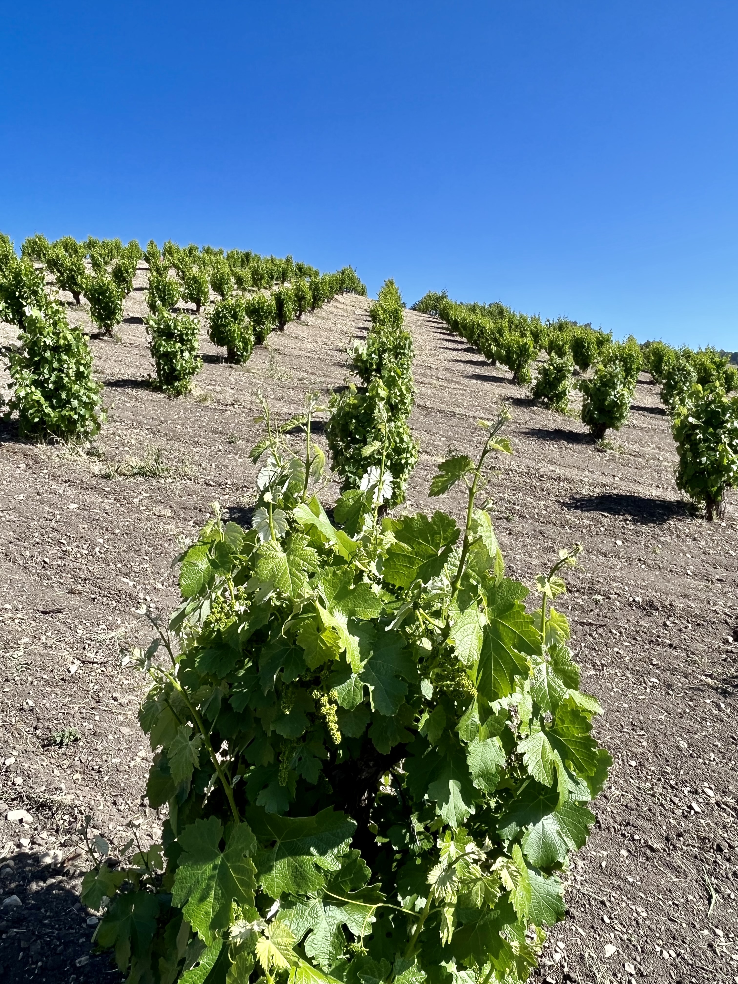 Scruffy Hill Long View