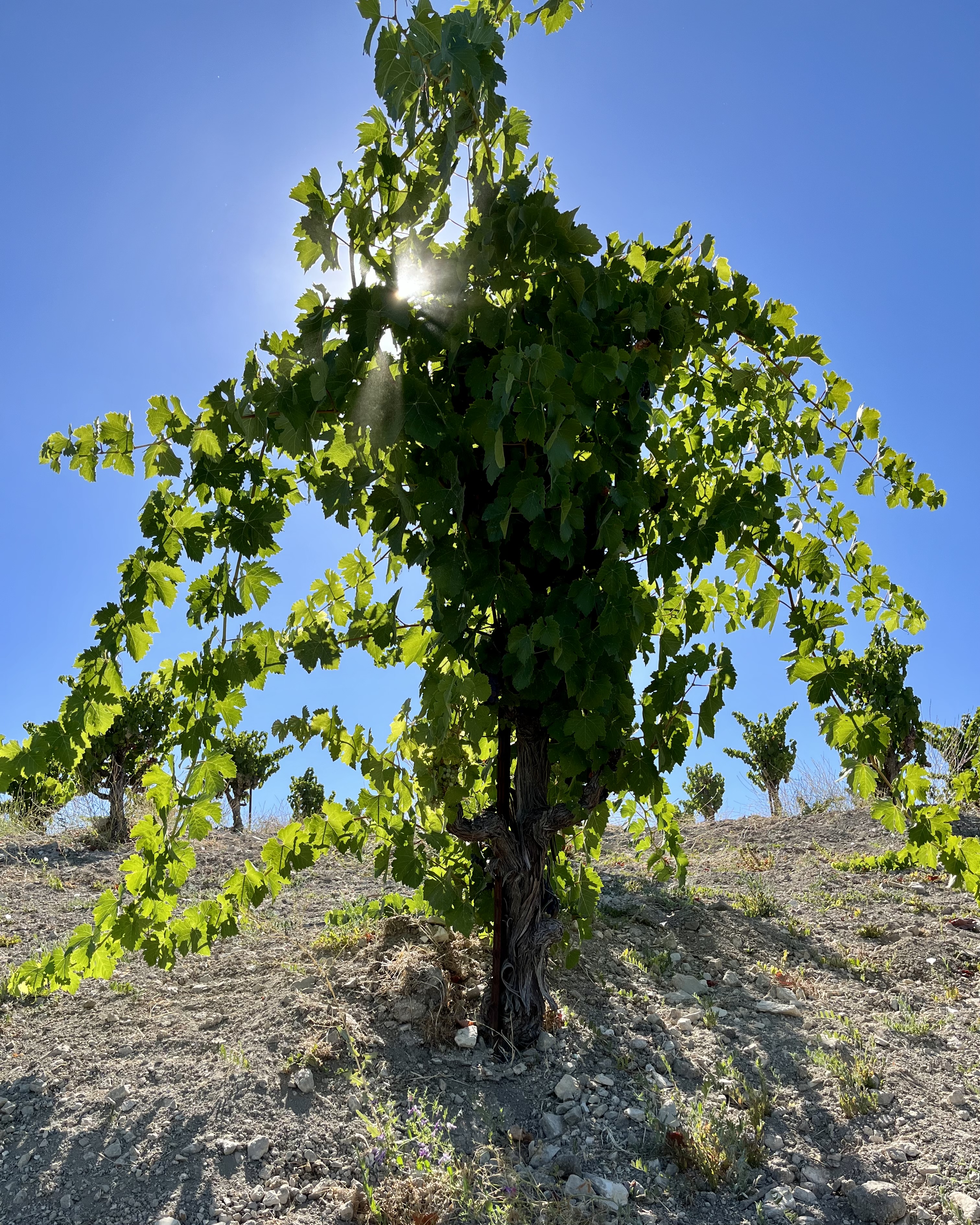 Pre-harvest 2022 - Syrah Vine