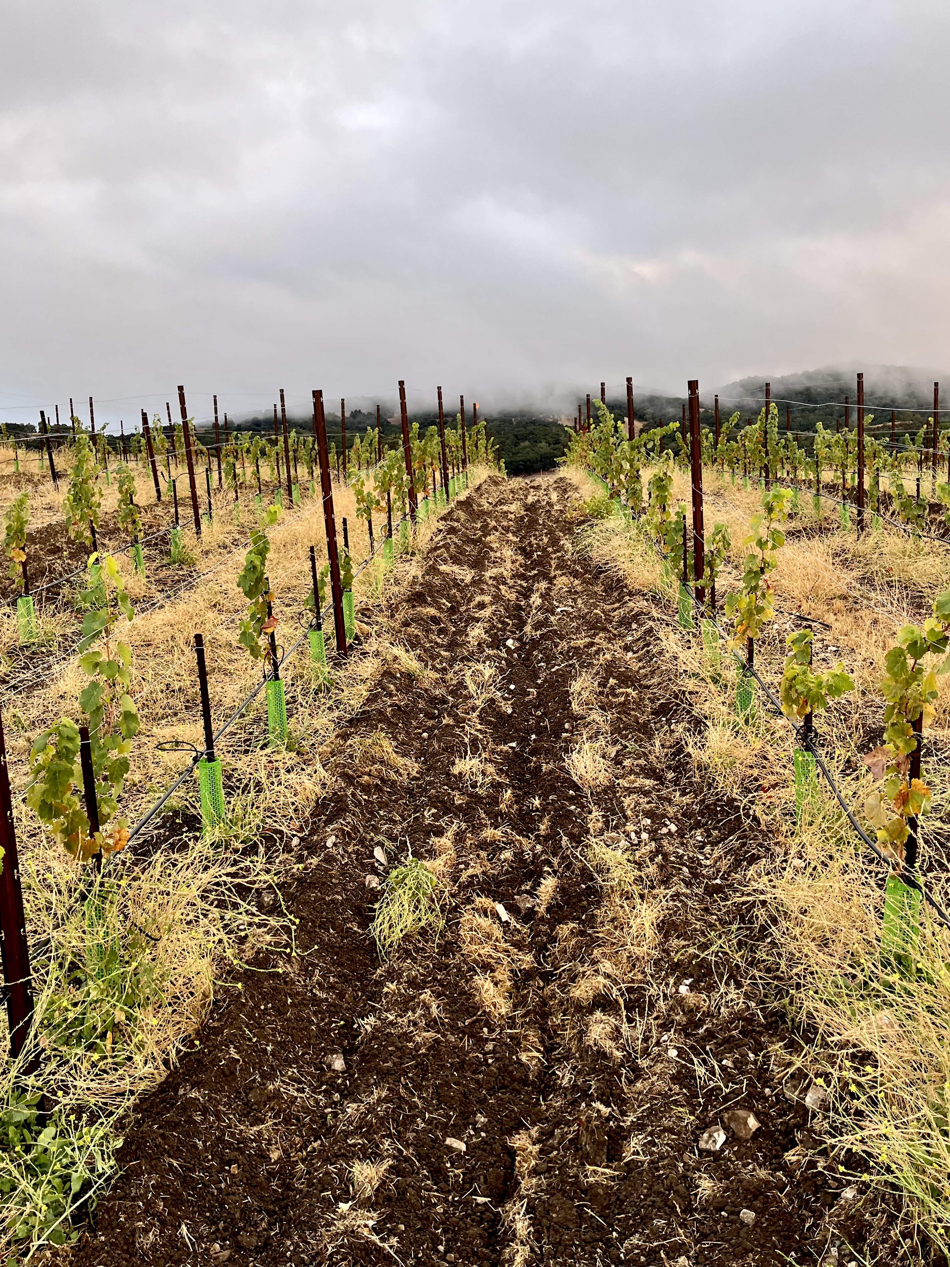 Newly seeded block Nov 2022