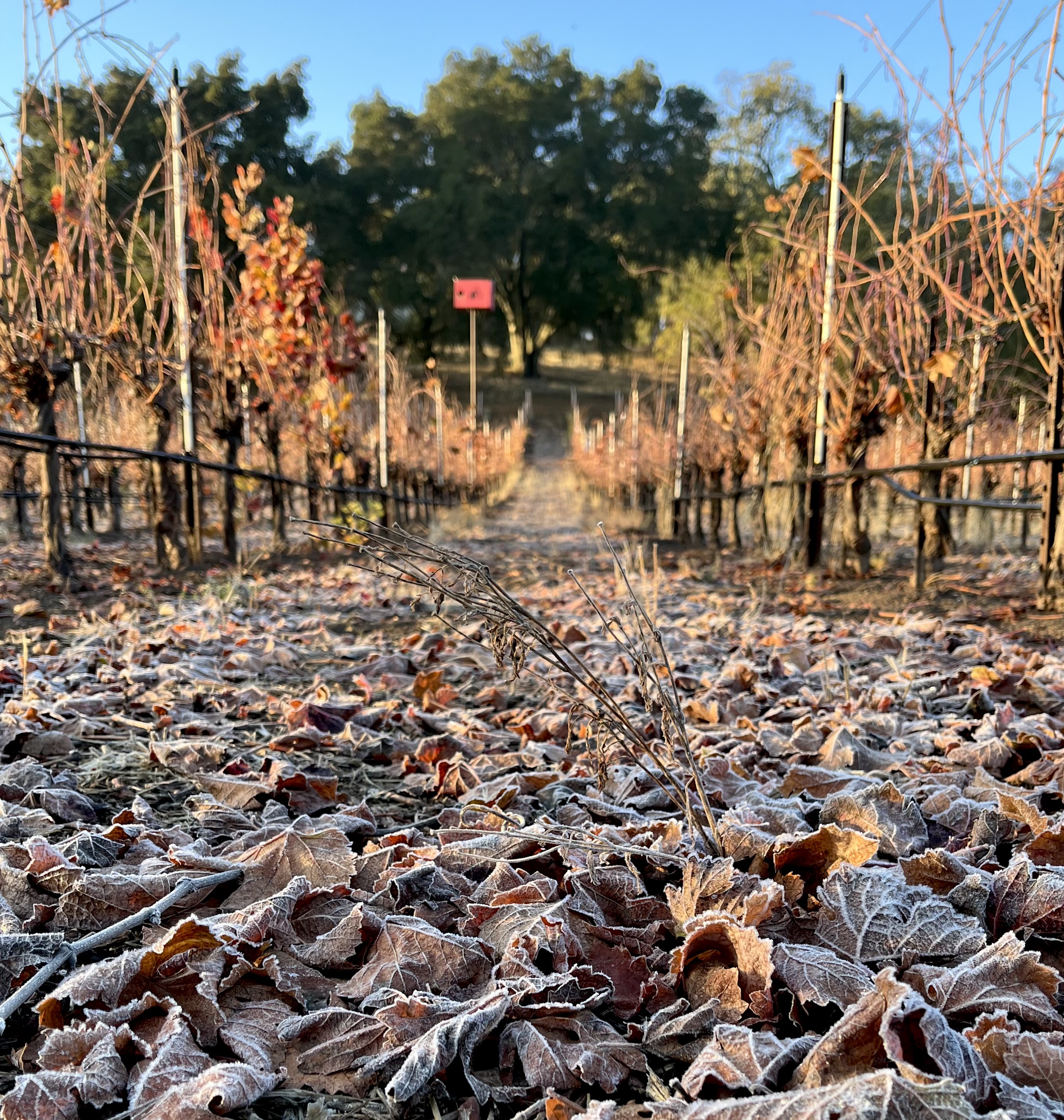 Frosty morning Nov 2022