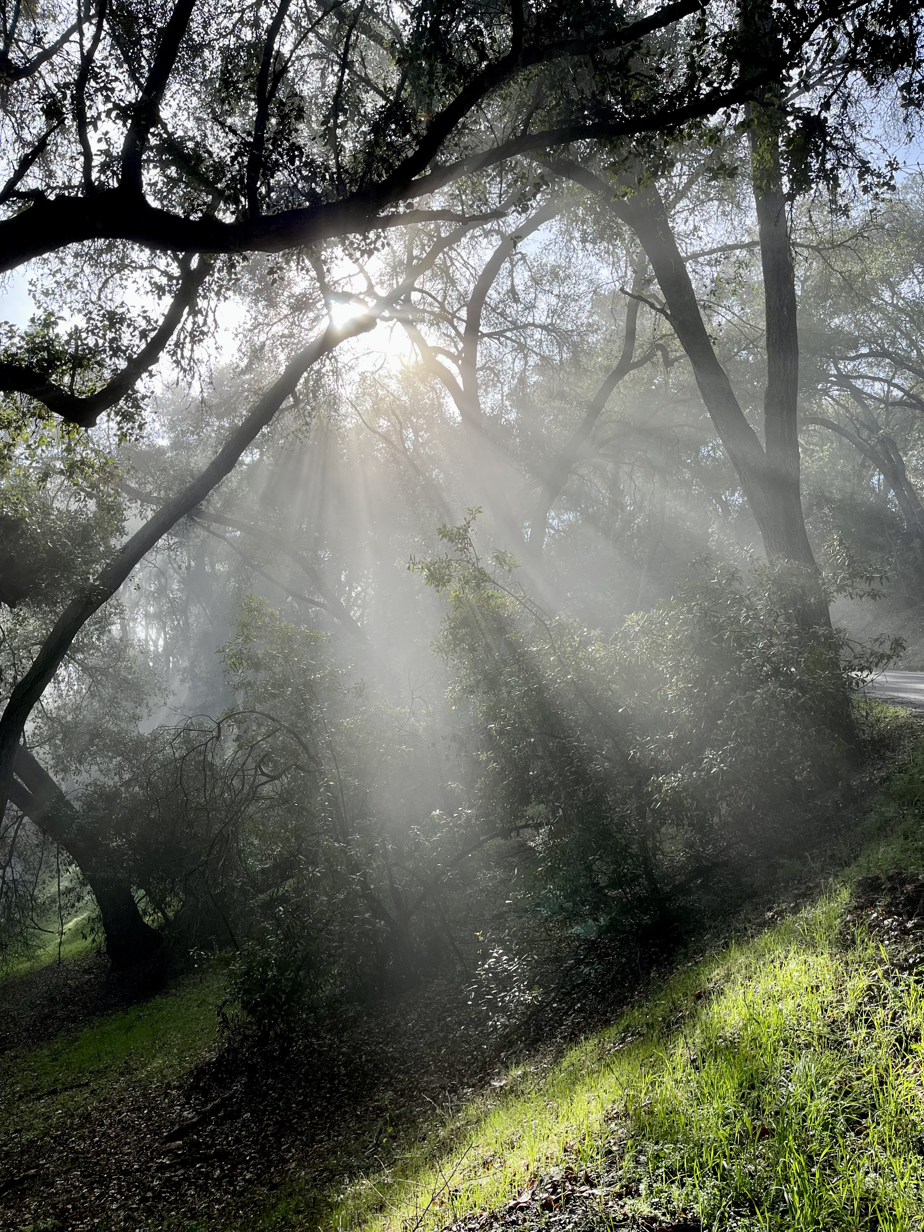 Shafts of light in the forest