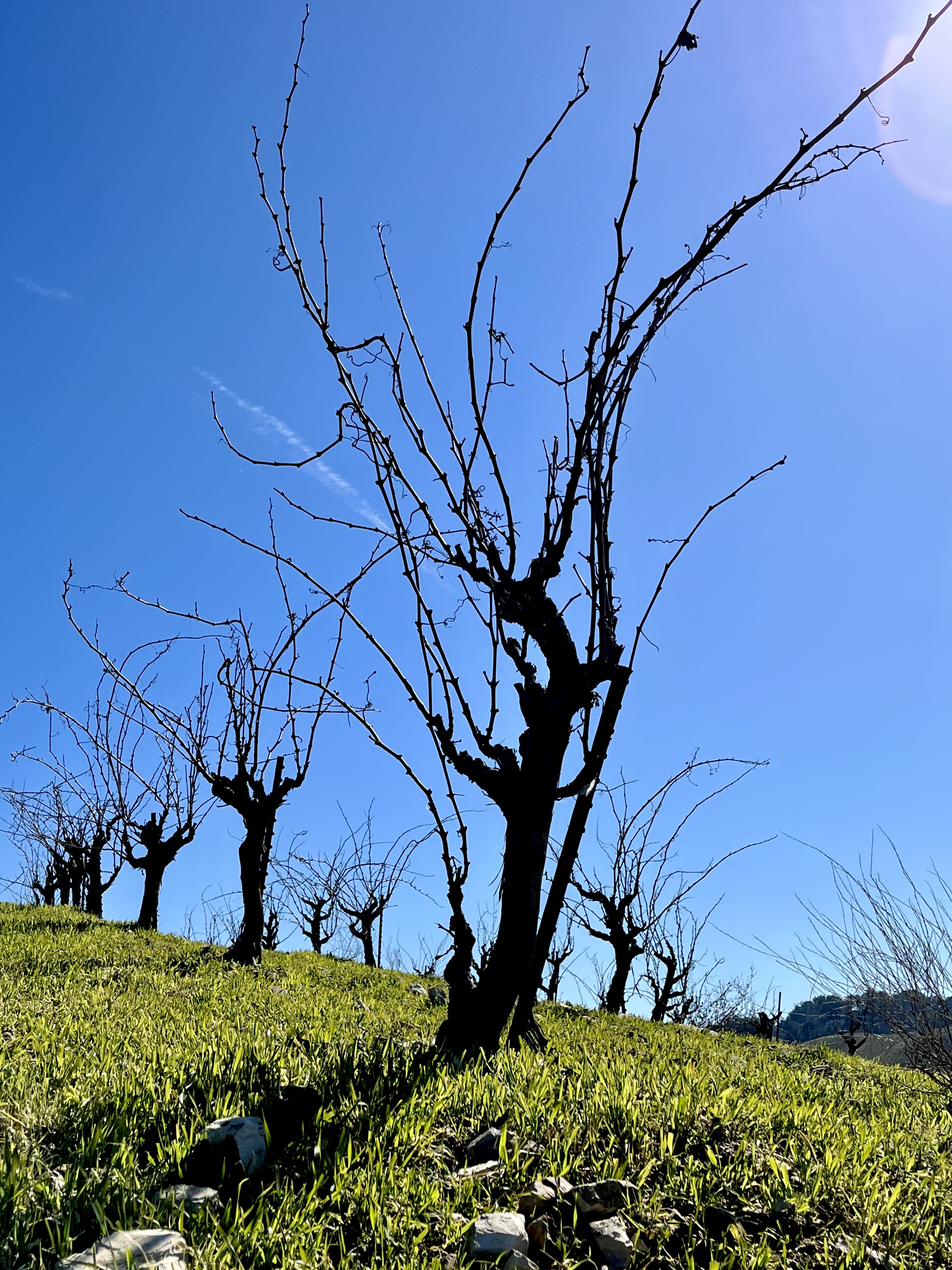 Head-trained Mourvedre and blue sky