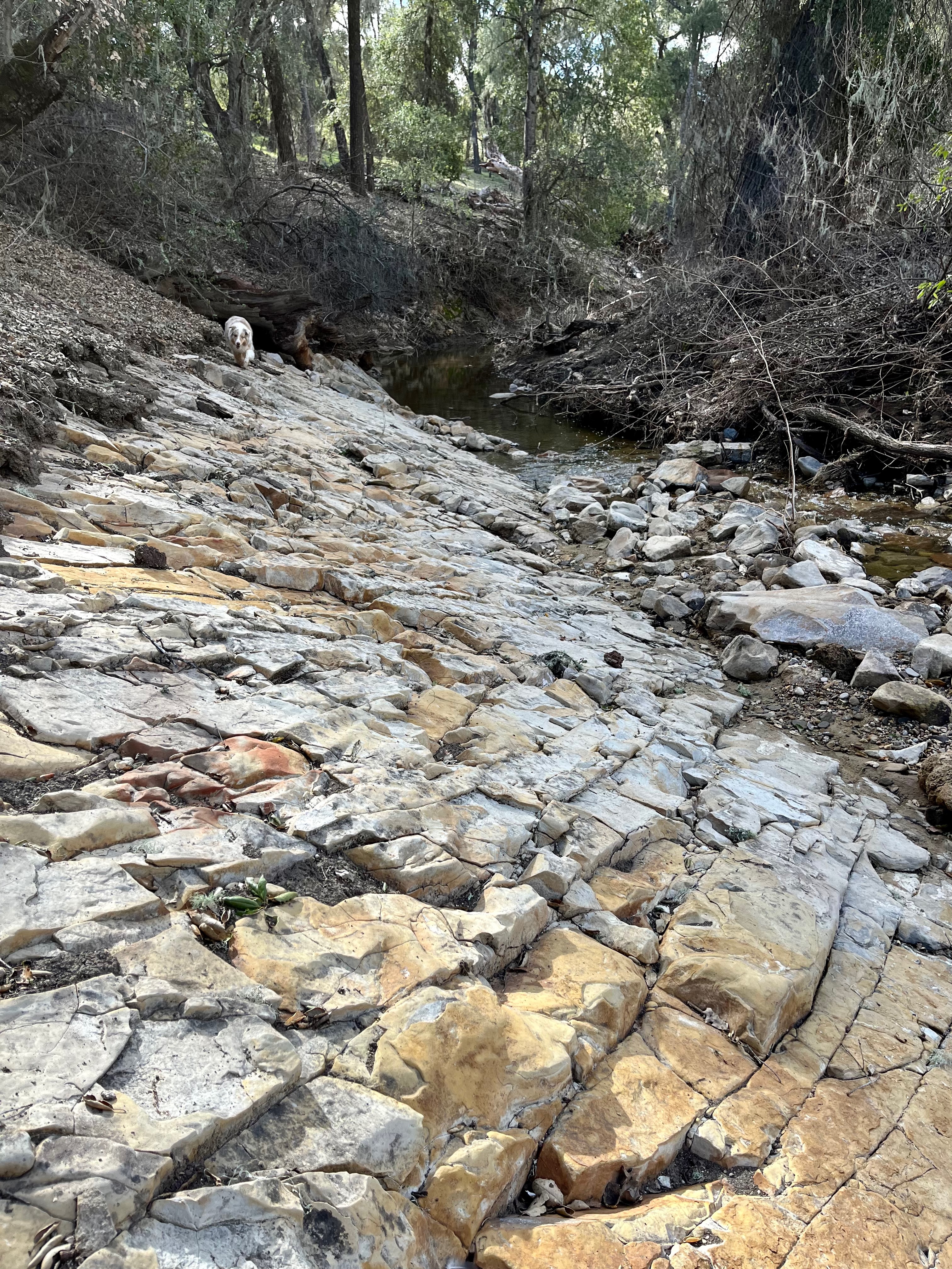 Creekbed with Sadie