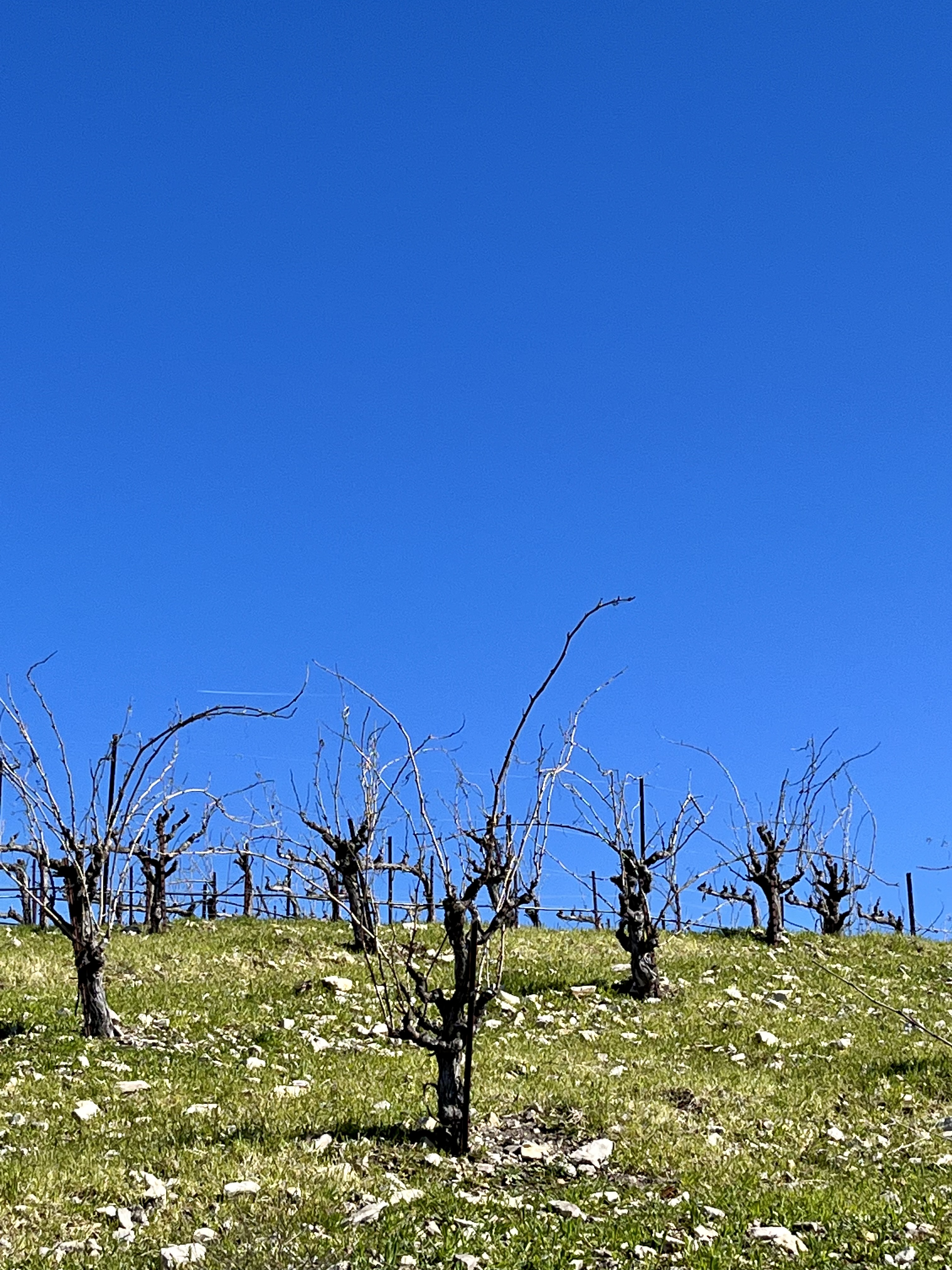 Head-trained Mourvedre and blue sky 2