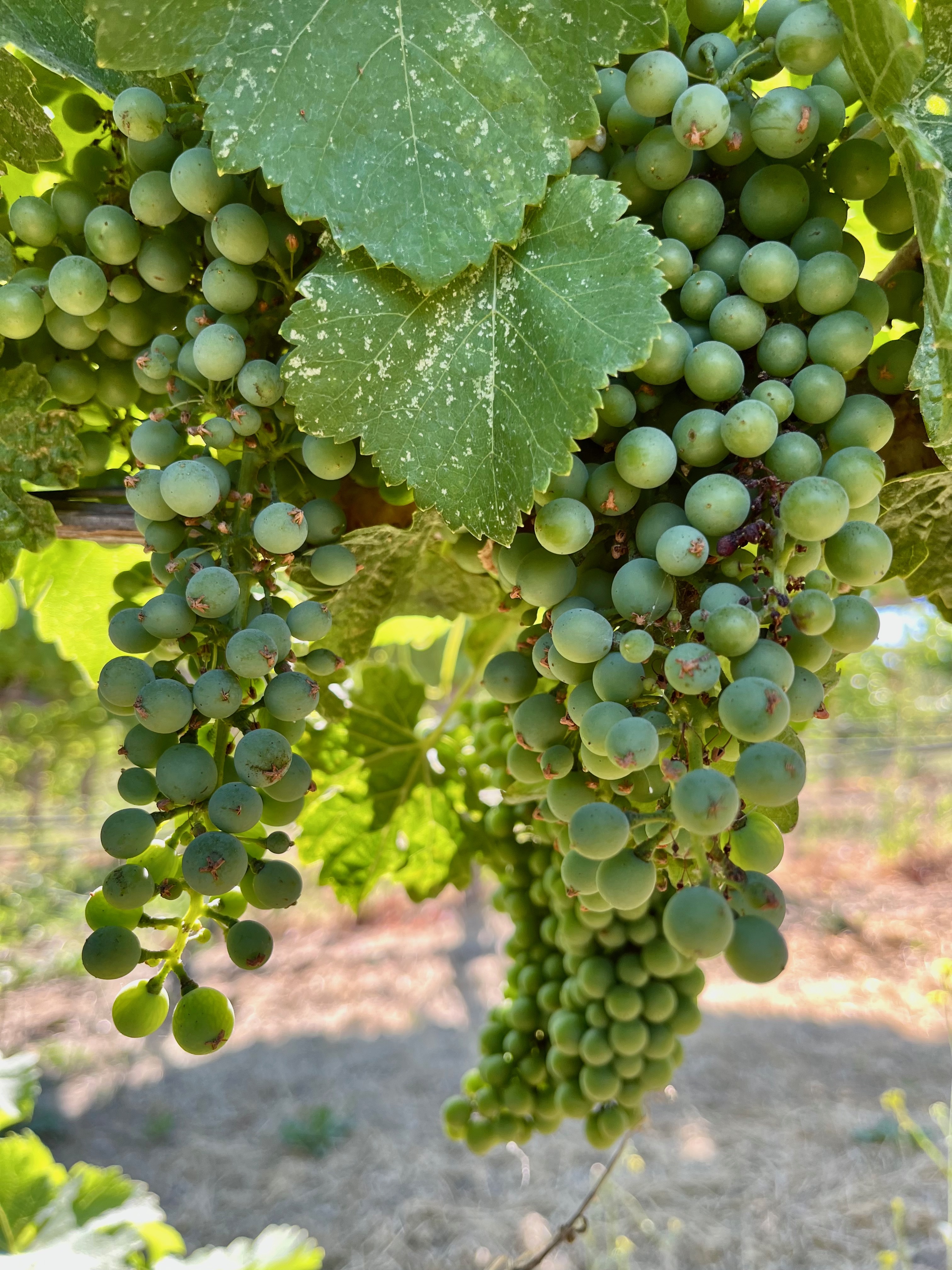 Syrah late July 2023