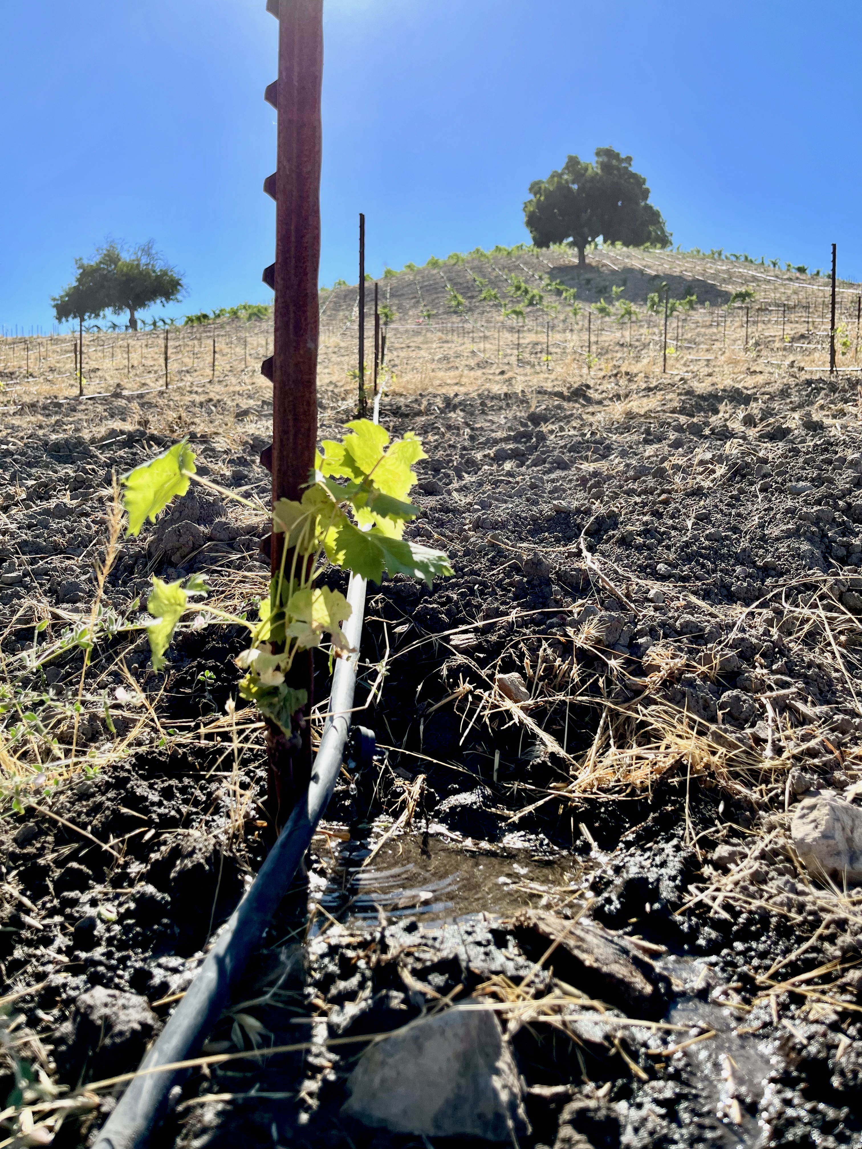 Planting Picpoul on Jewel Ridge late July 2023