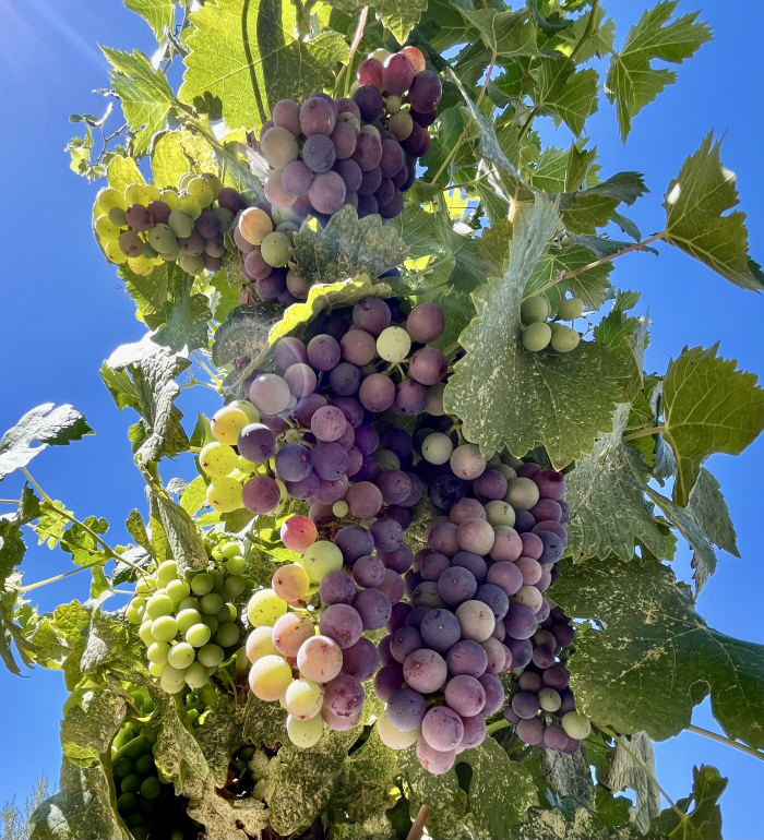 Veraison 2025 - Syrah from below