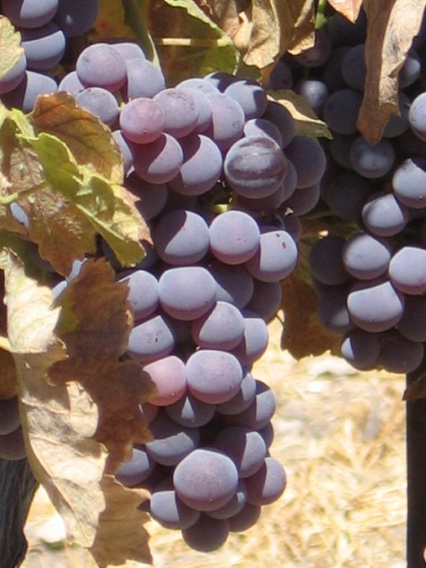 Almost_ripe_counoise