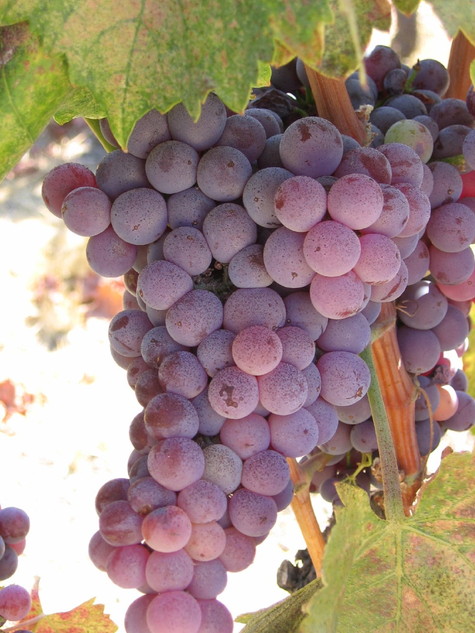 Almost_ripe_grenache