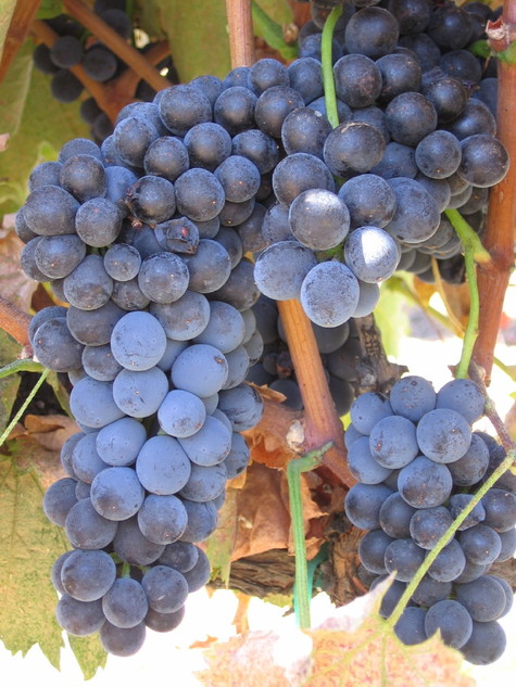 Almost_ripe_syrah