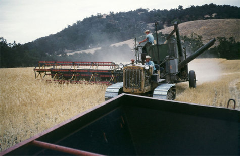 Barleyharvestlate50sa