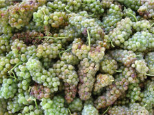 Bergeron (Roussanne) grapes in a picking bin ready for pressing