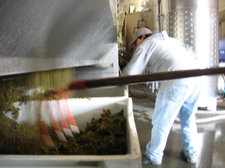 Bergeron grape stems, seeds, and skins are cleaned out of the press